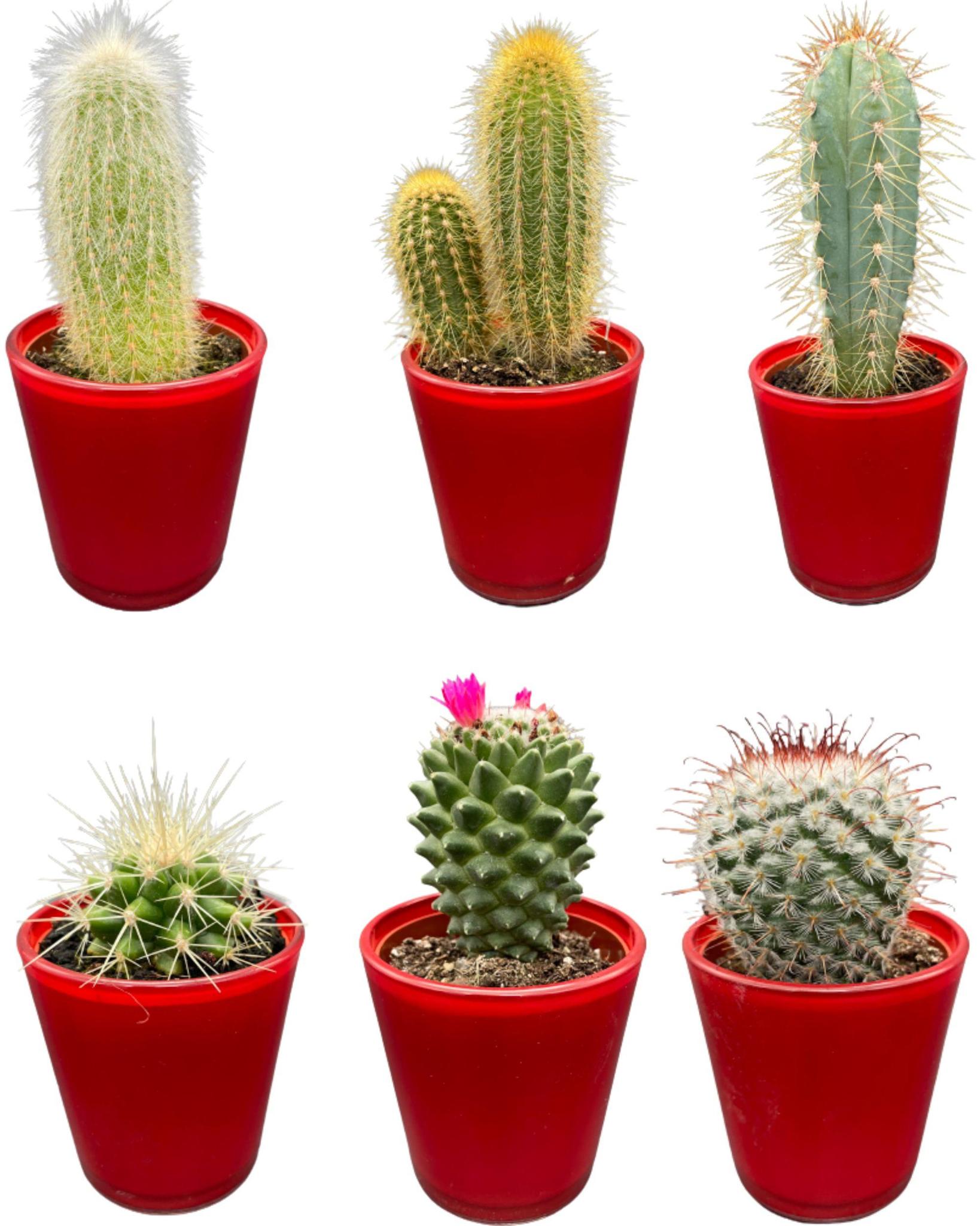 Mix de cactus avec pots décoratifs - (6 pièces)