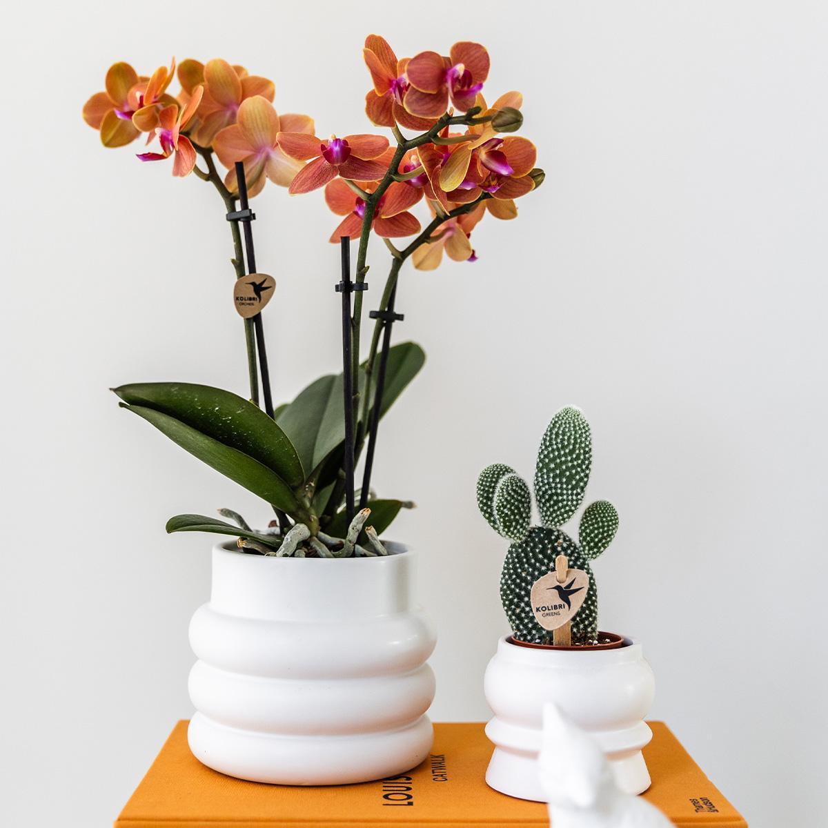 Orangen Phalaenopsis-Orchidee im Bubble Topf kaufen