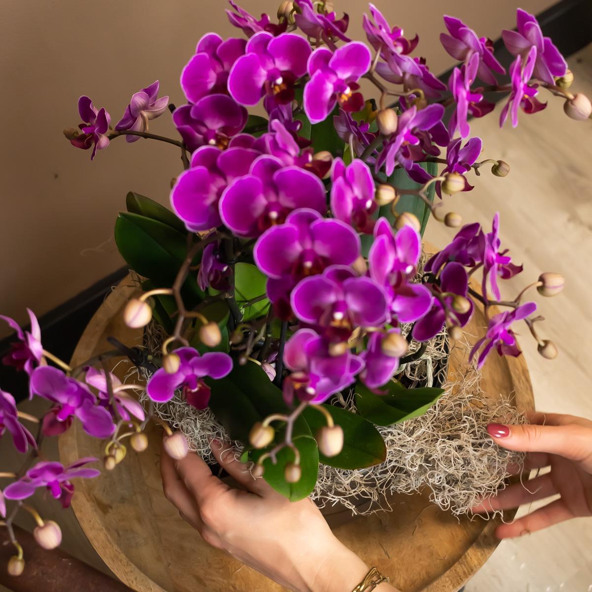 Lila Phalaenopsis-Orchidee online kaufen