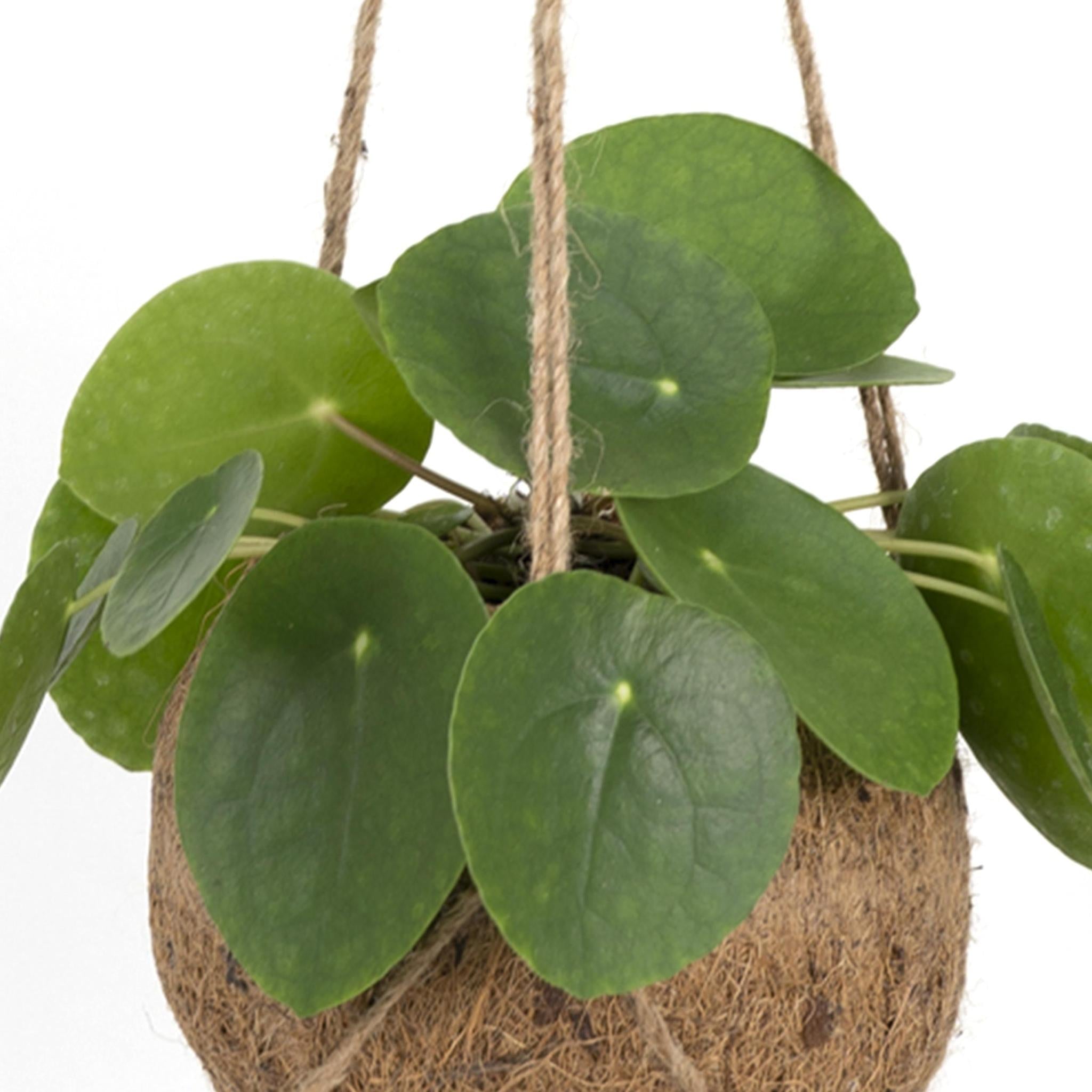 Kokedama Pilea Peperomiodes blätter