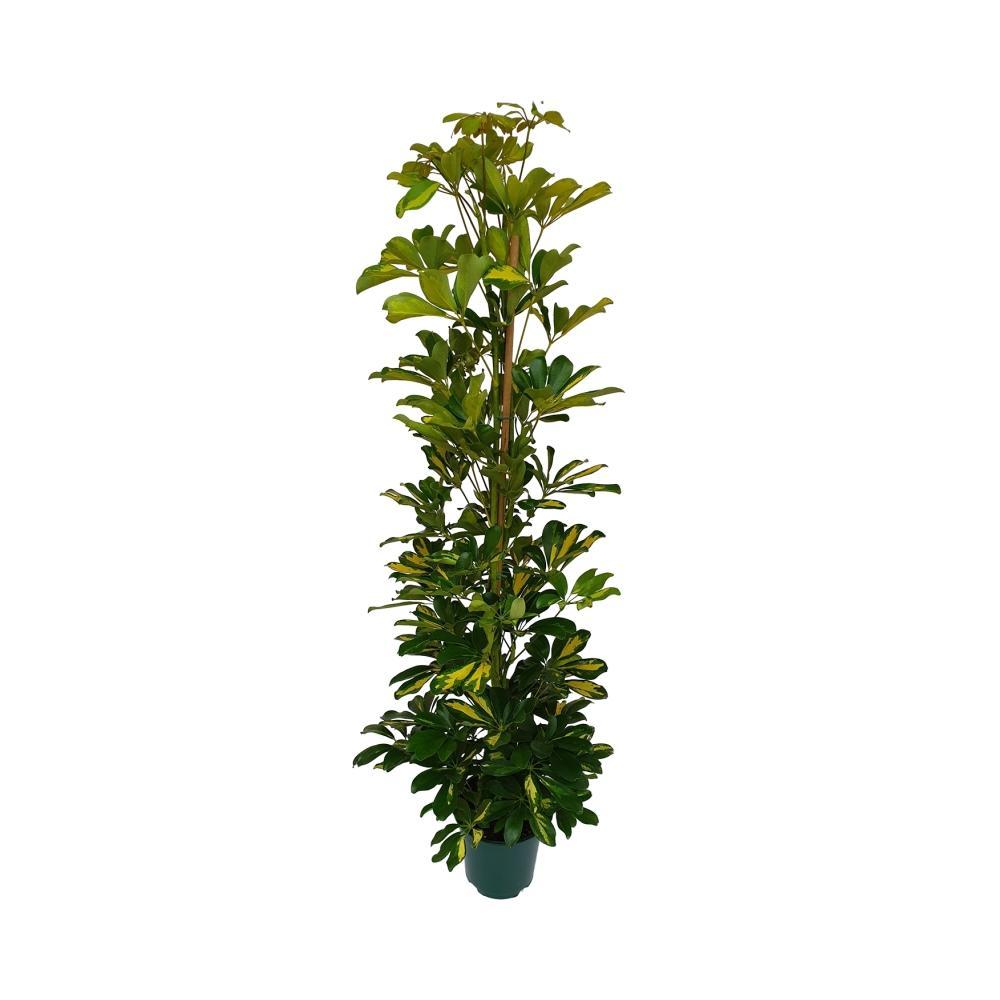 Schefflera kaufen