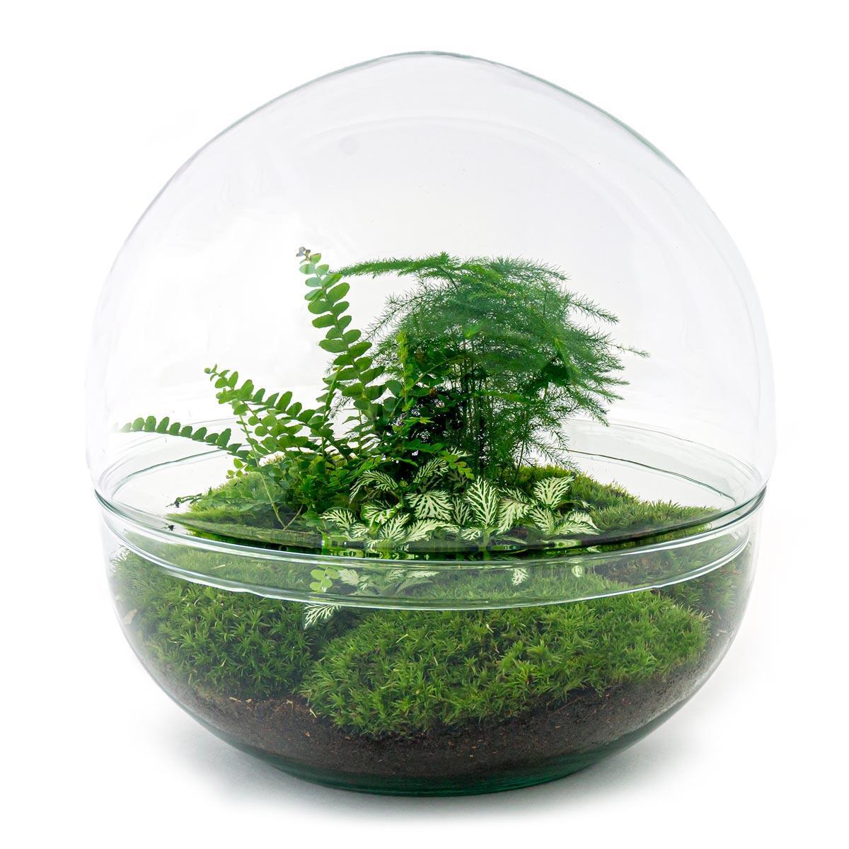 Comprar terrarium verde grande