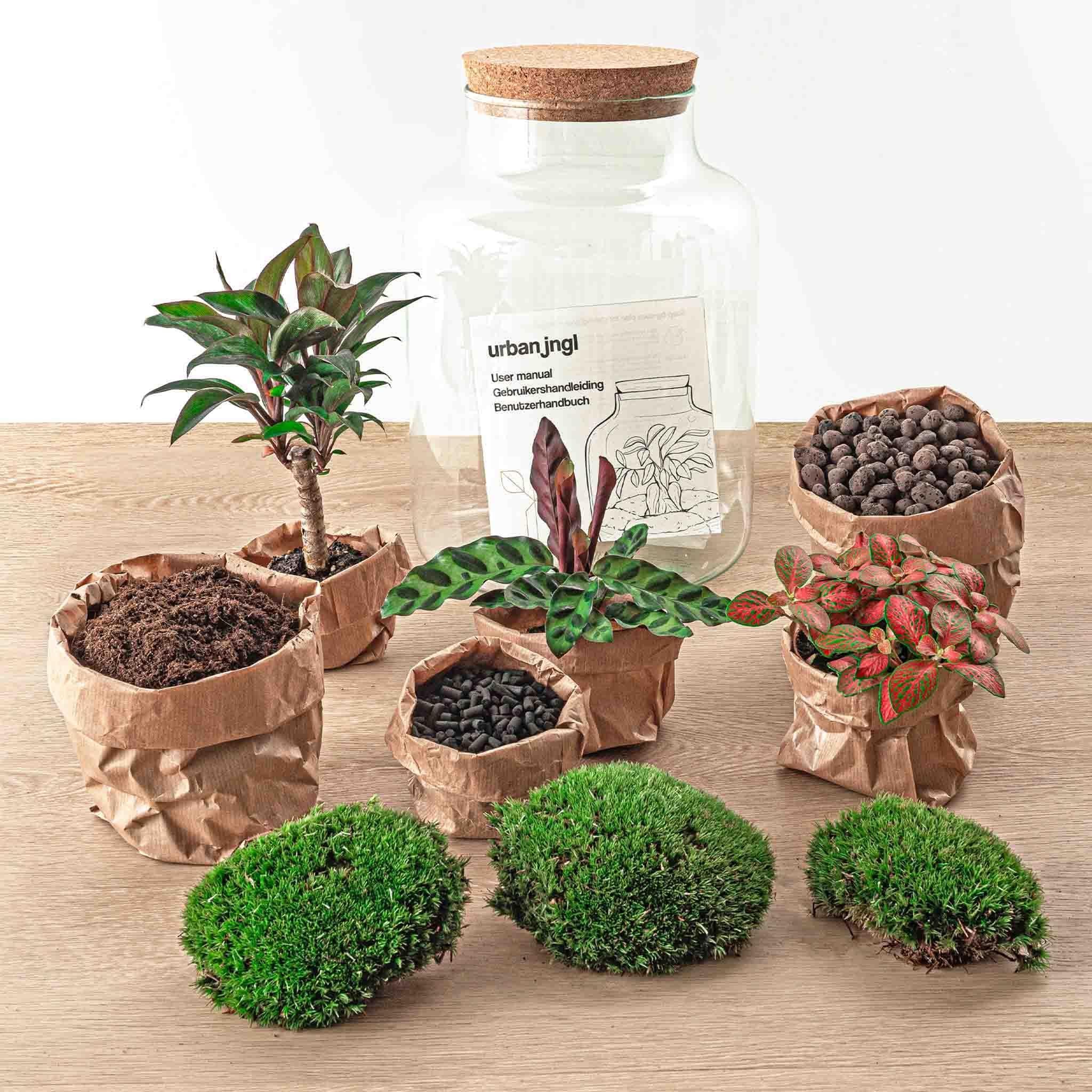 Terrarium con Palmera Milky