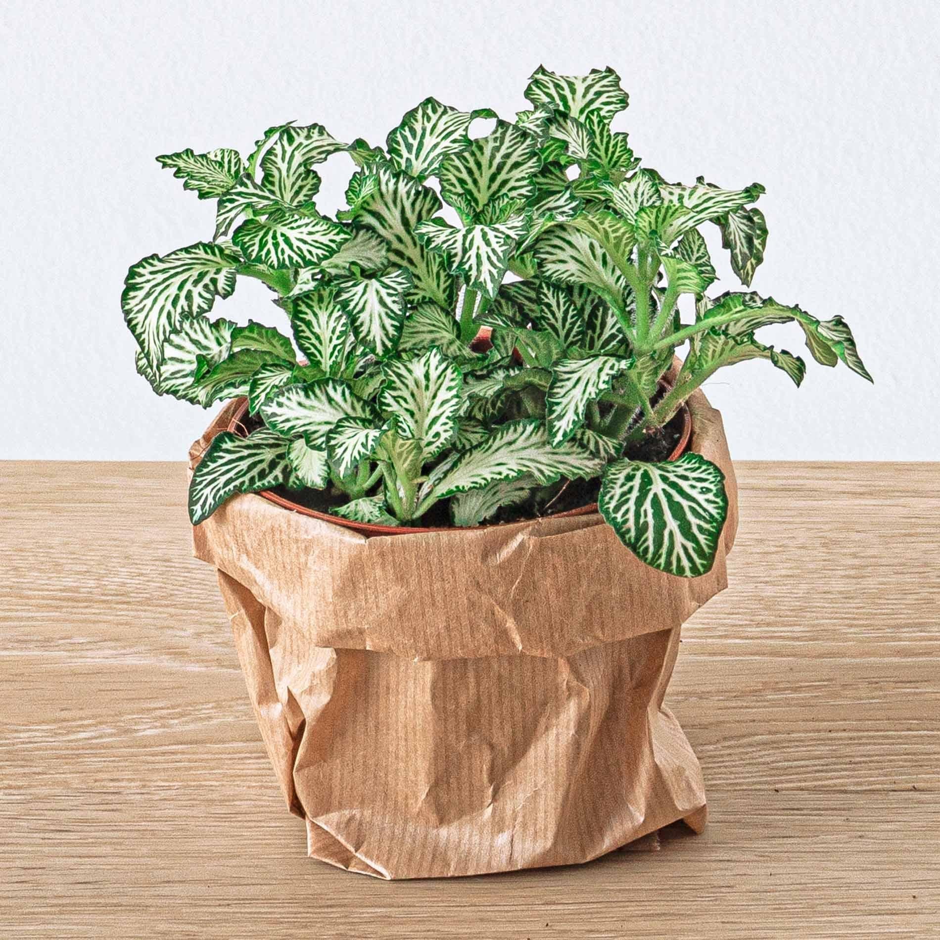 Pack de plantes pour terrarium