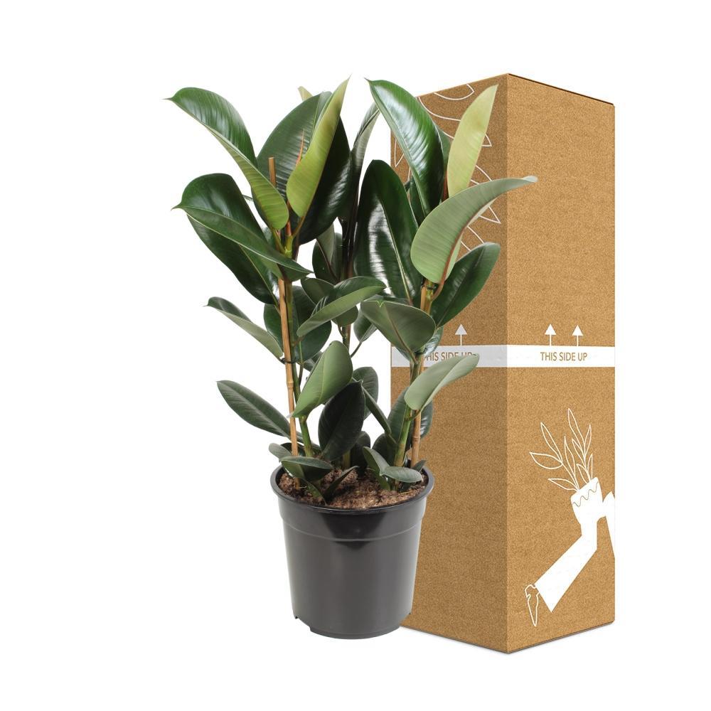 Ficus elastica Robusta online kaufen