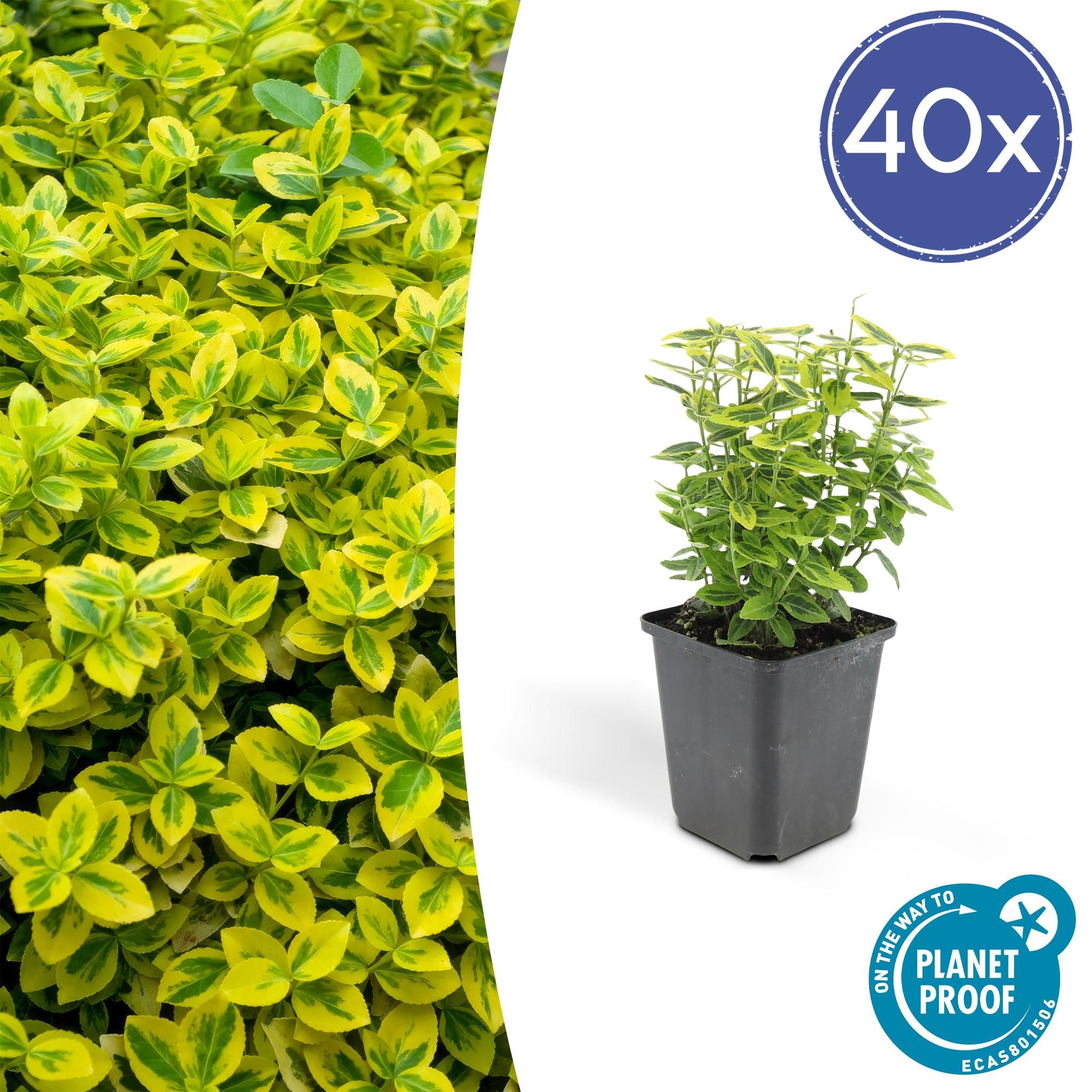 Kriech-Spindelstrauch - Euonymus Fortunei 'Emerald'n Gold'