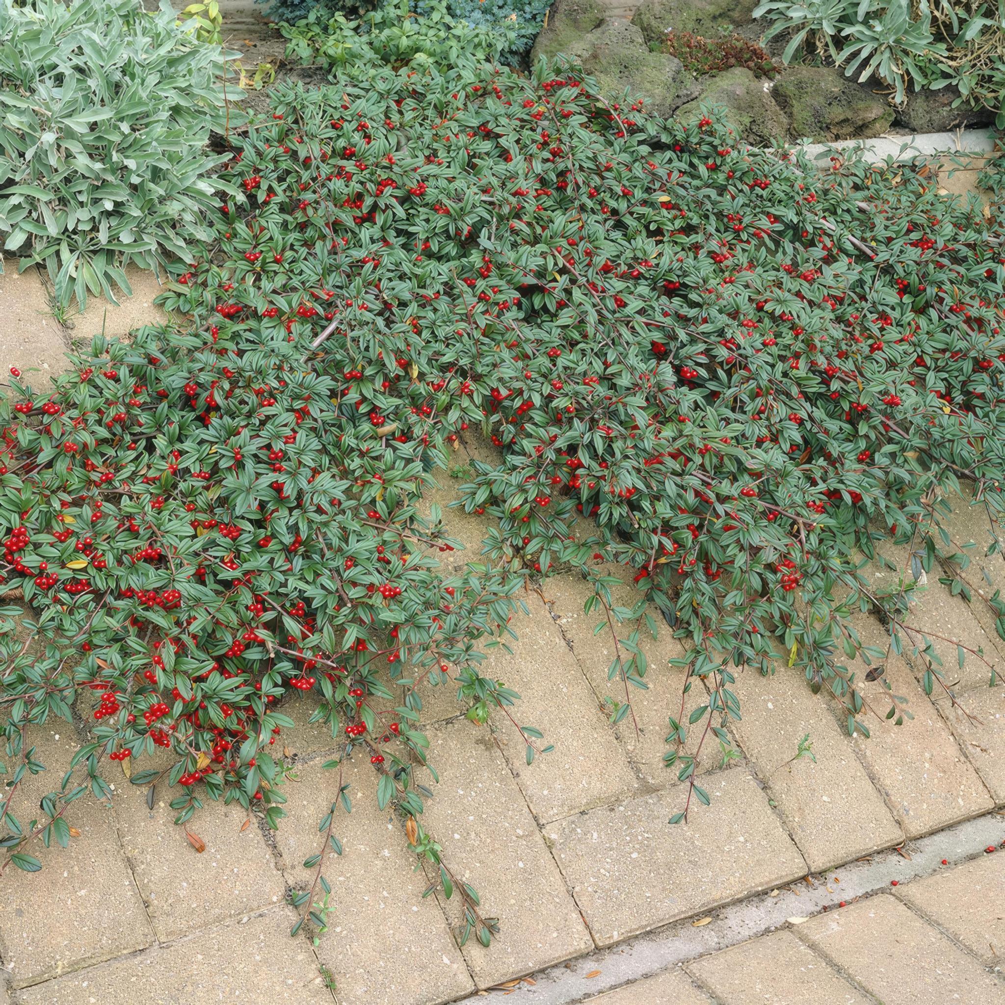 Zwergmispel - Cotoneaster dammeri