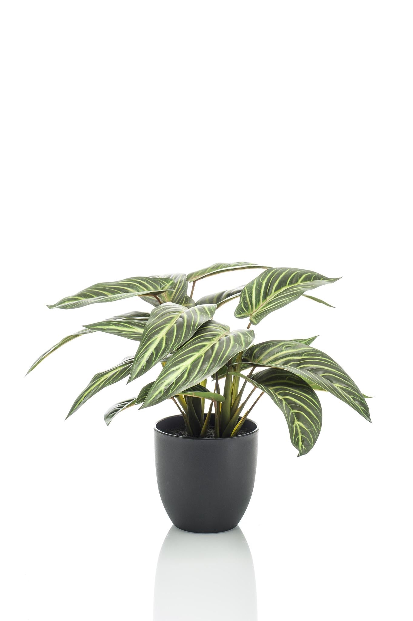 Comprar Calathea Zebrina Artificial