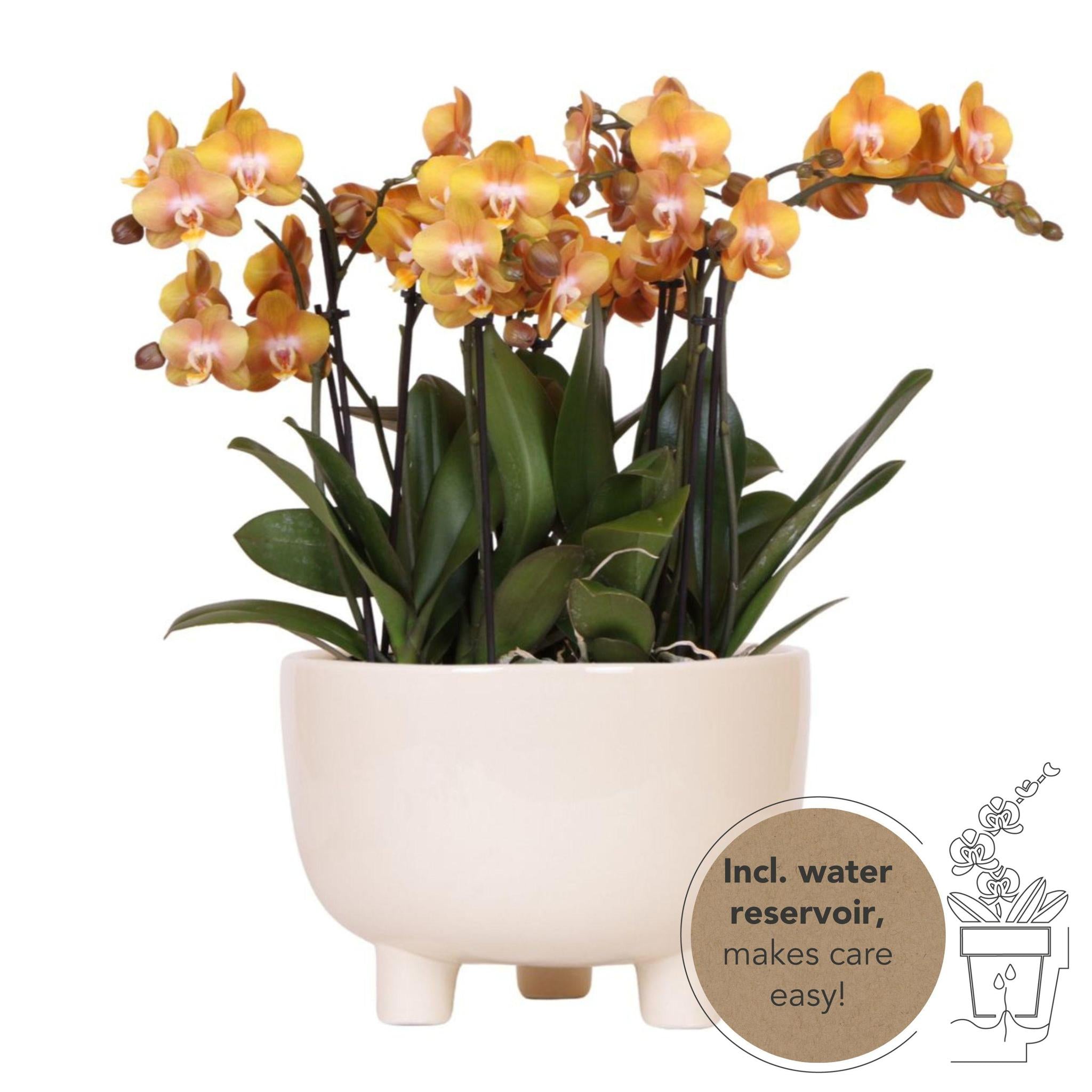 Orangen Orchideenpflanze in Gummischale mit Wassertank