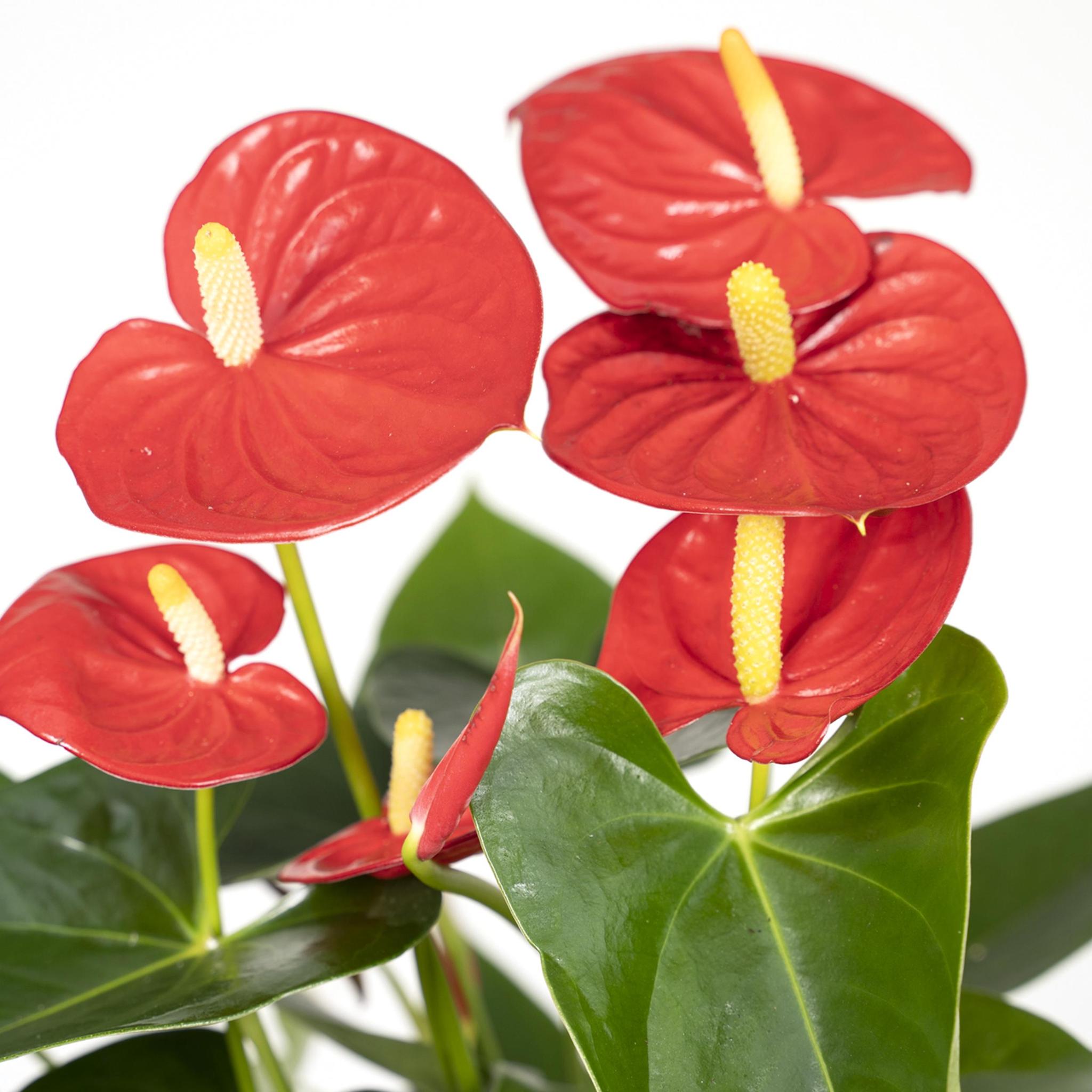 Anthurium Andreanum Blätter