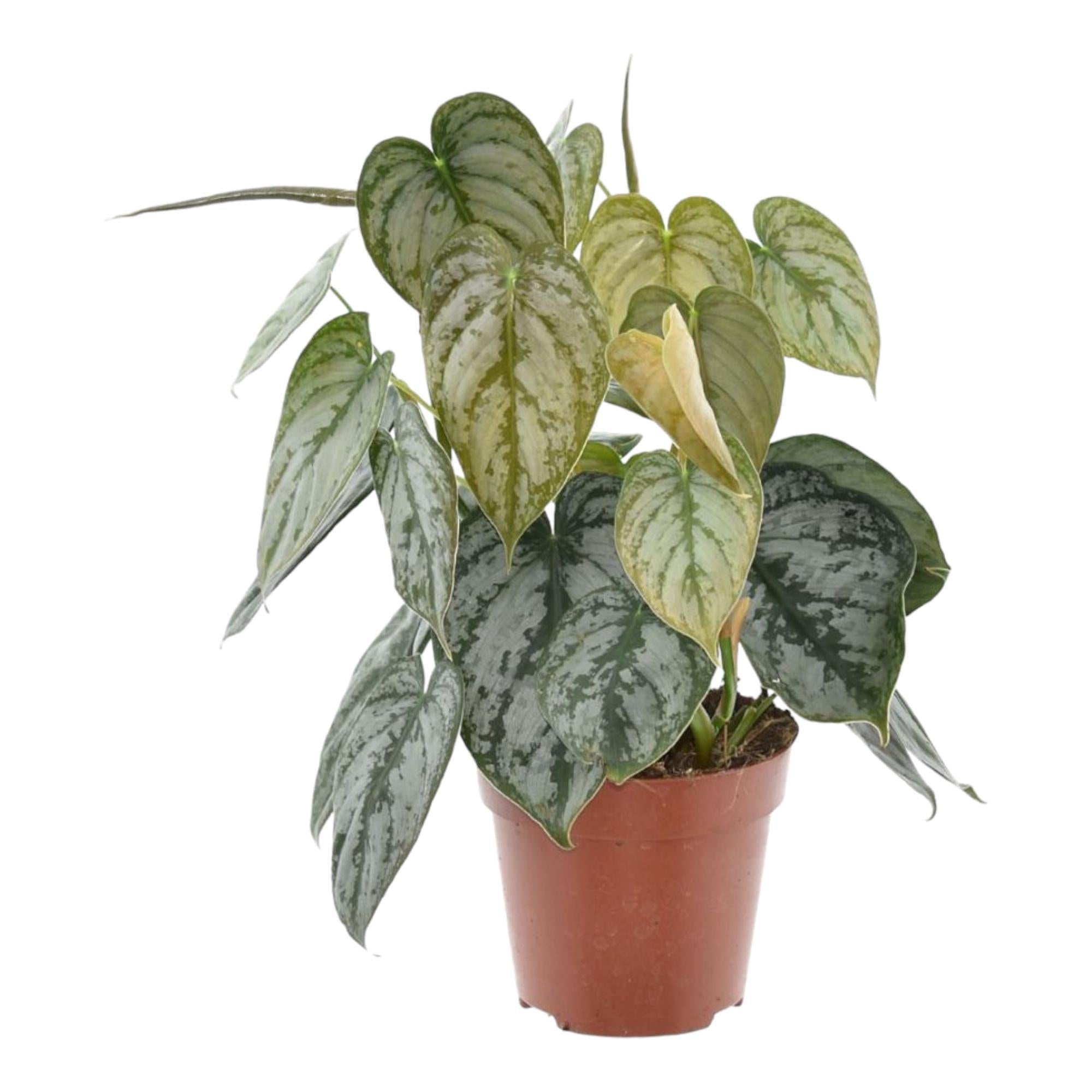 Philodendron Brandtianum kaufen