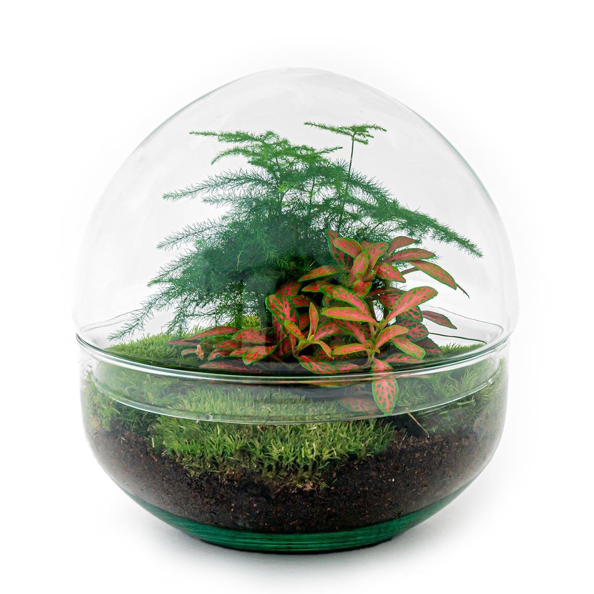 Comprar terrario pequeño de plantas