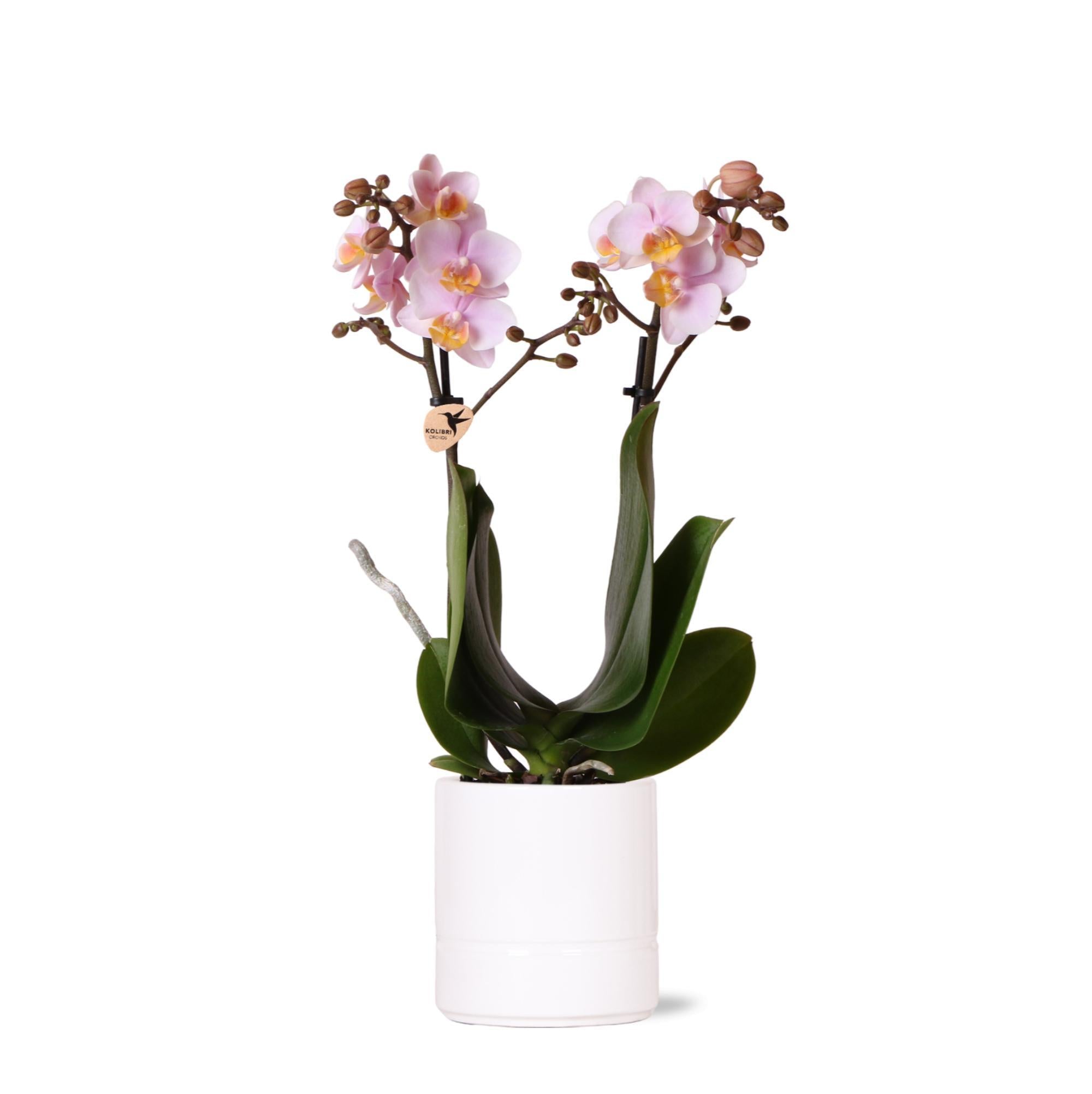 Rosen-Phalaenopsis-Orchidee + Pastell Topf