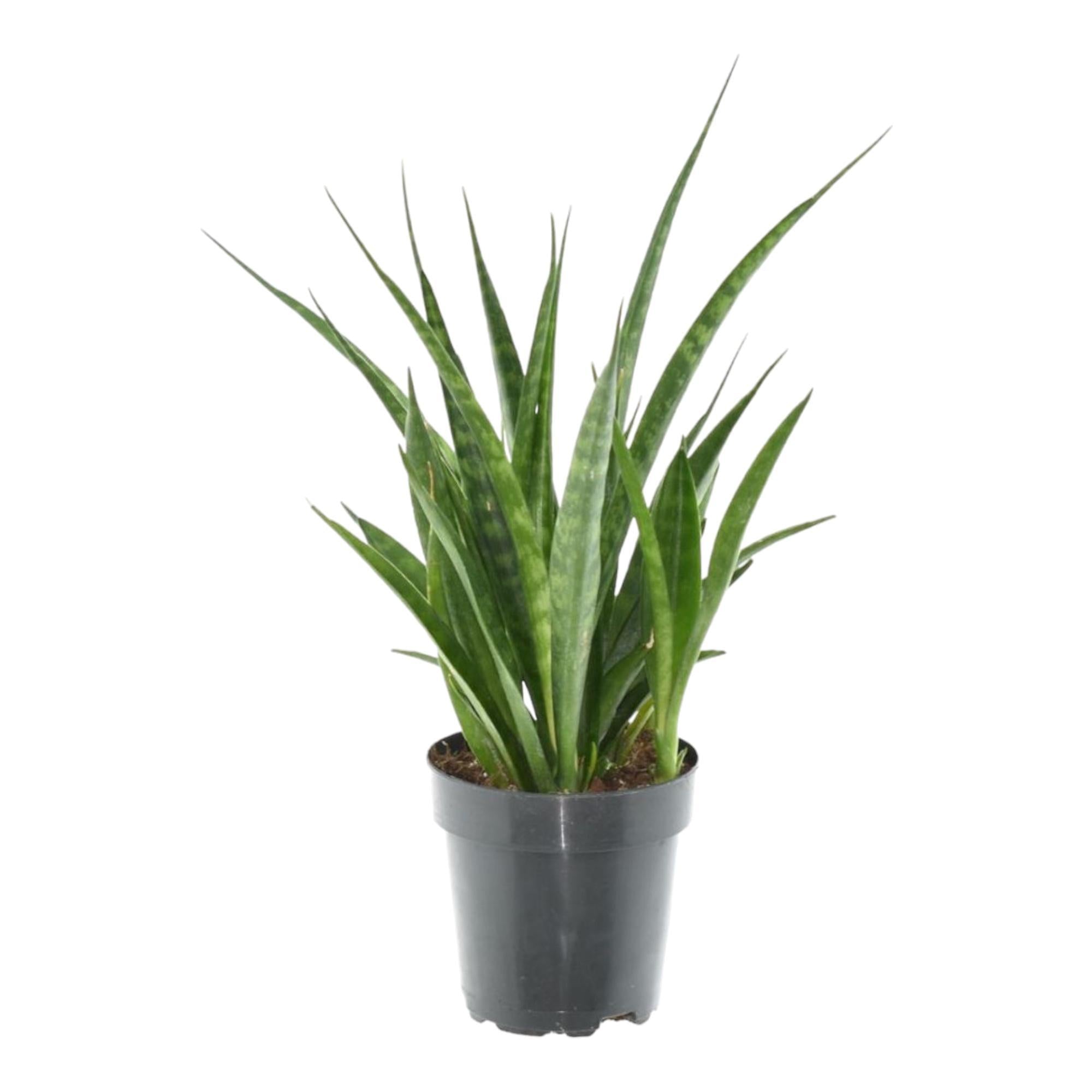 Sansevieria kirkii 'Friends' kaufen