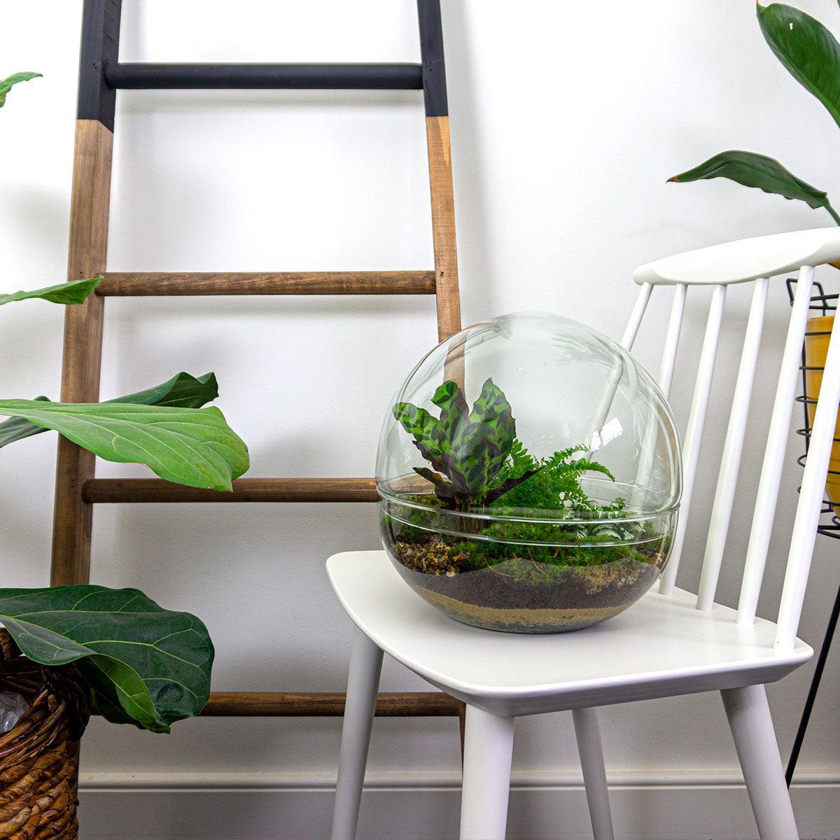 Terrarien XL Dome