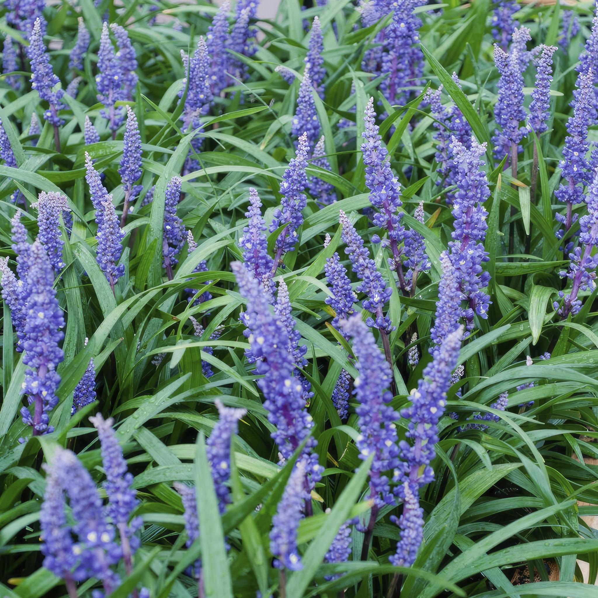 Liriope muscari 'Big Blue' (Lilientraube)