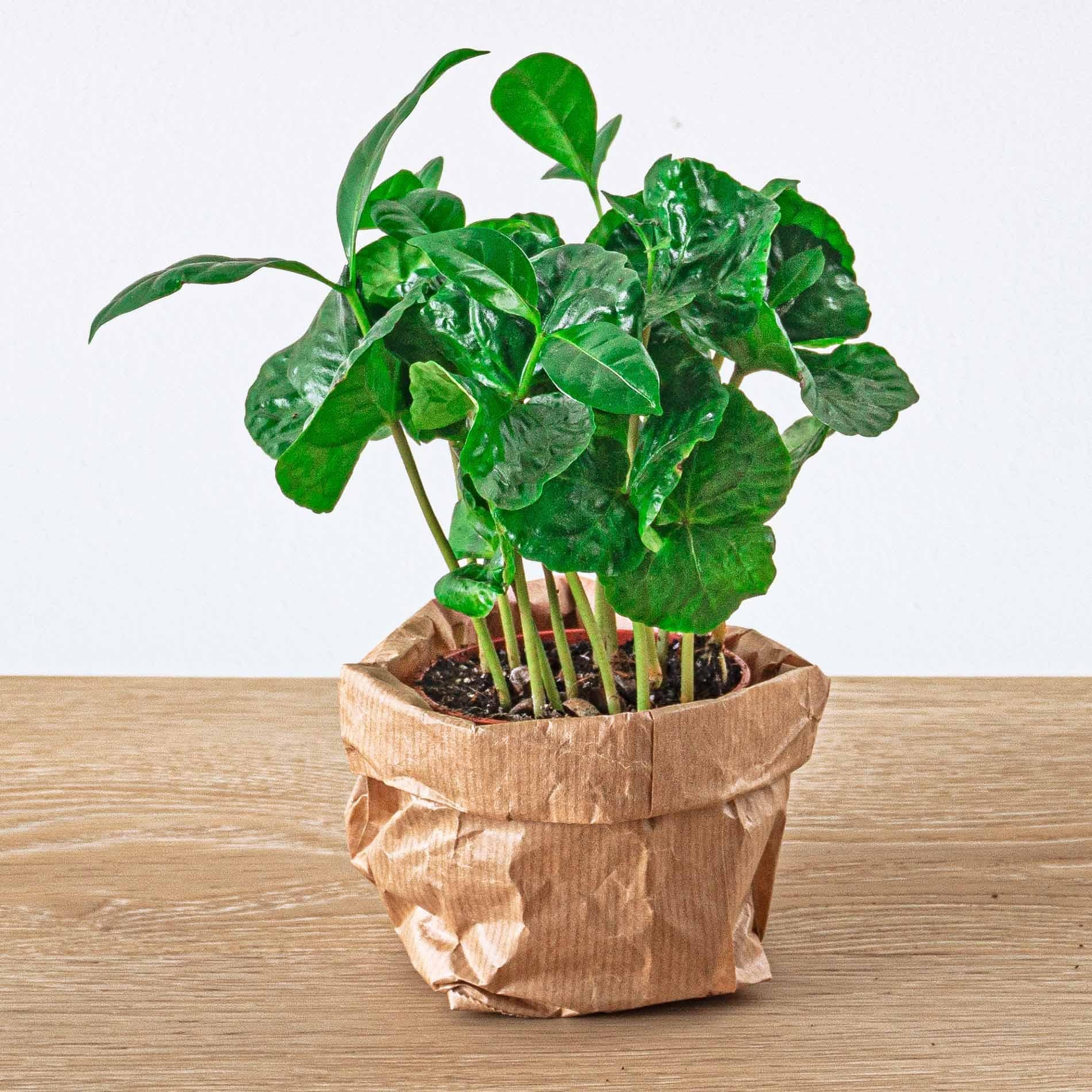 Pack de plantes pour terrarium