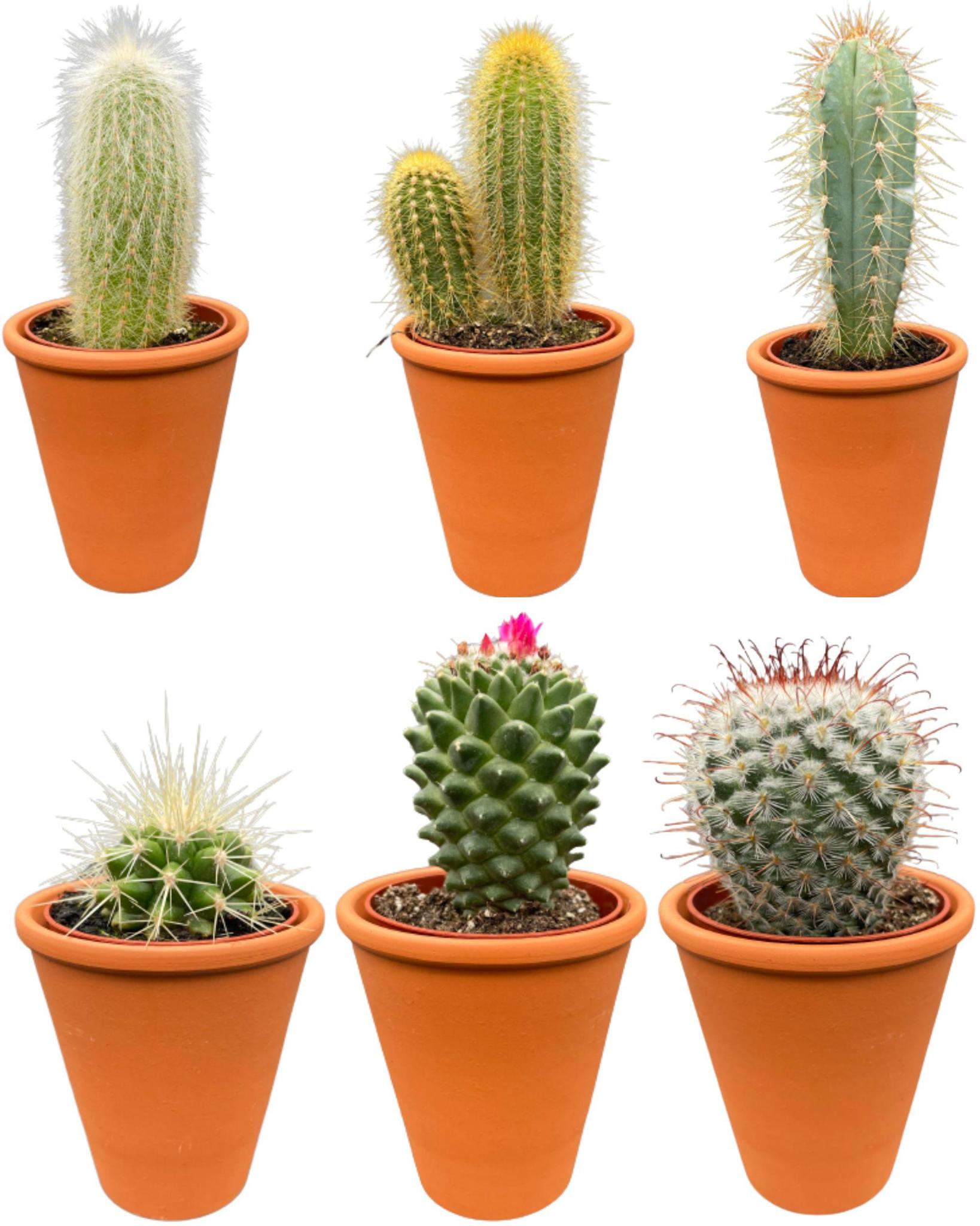 Mix de cactus avec pots décoratifs - (6 pièces)