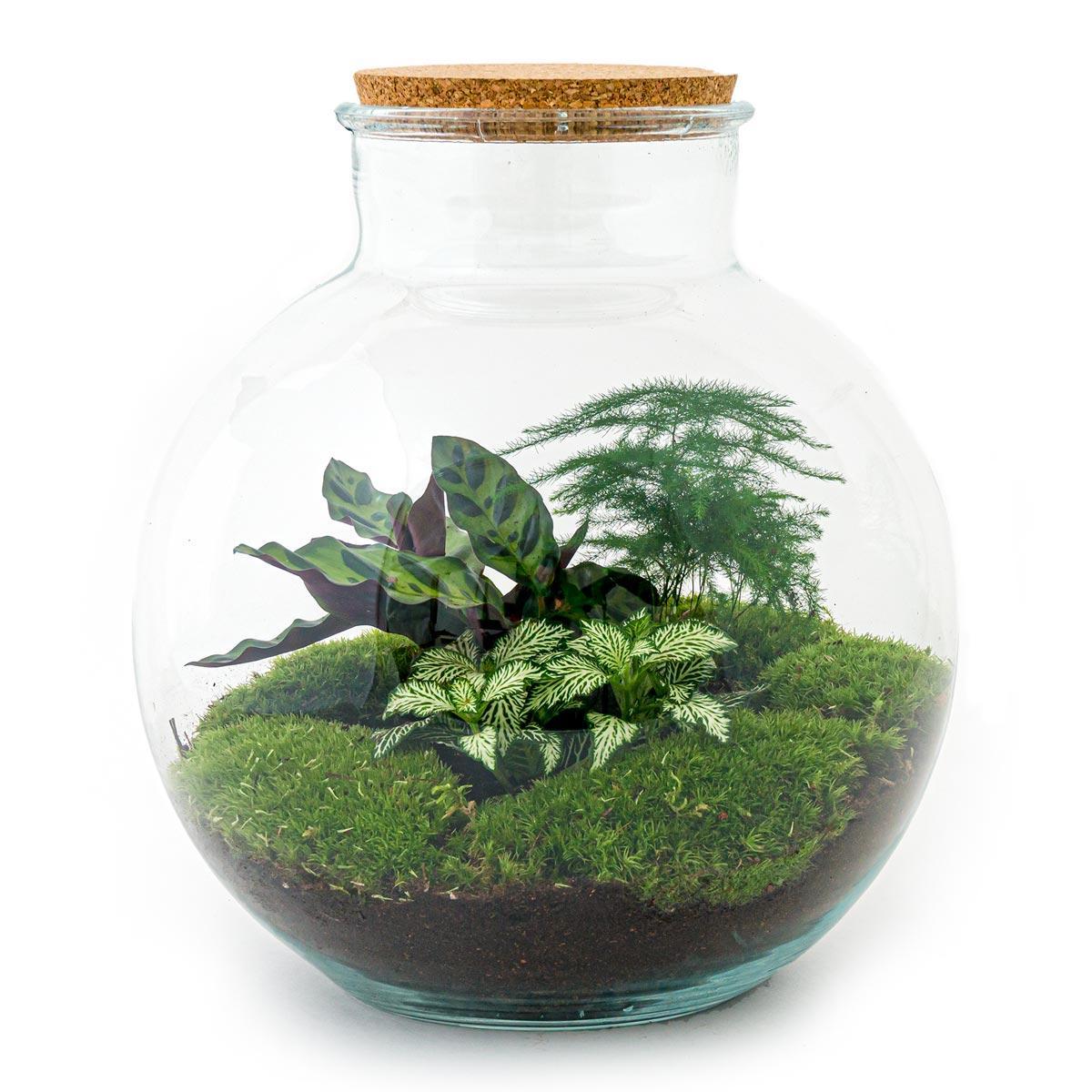 DIY Terrarium – Bolder Bob