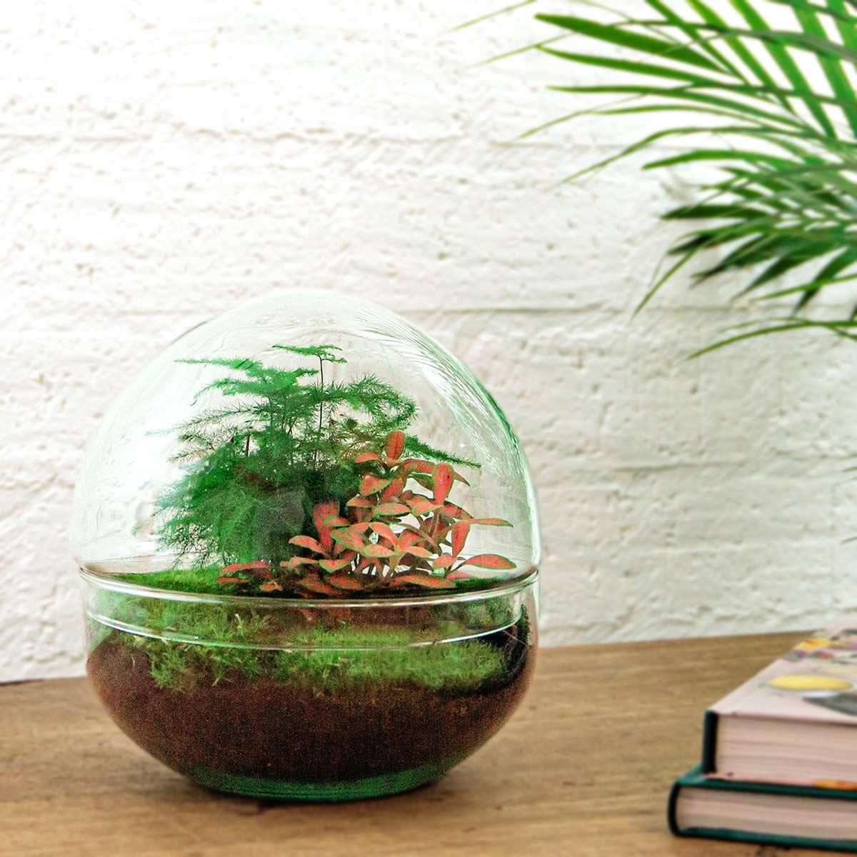 achat terrarium plante Acheter Terrarium Dôme Rouge en ligne