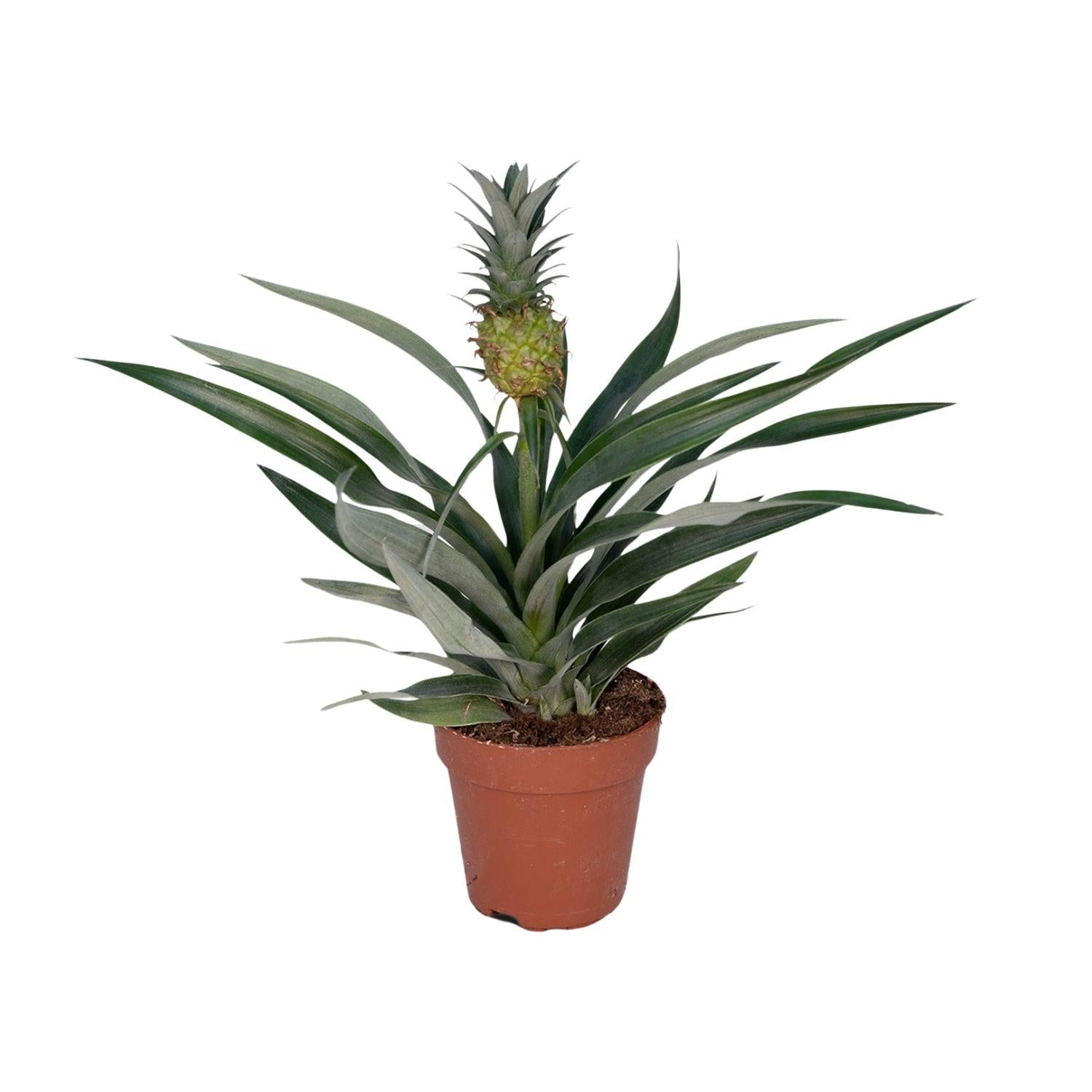 Bromelia Ananas kaufen