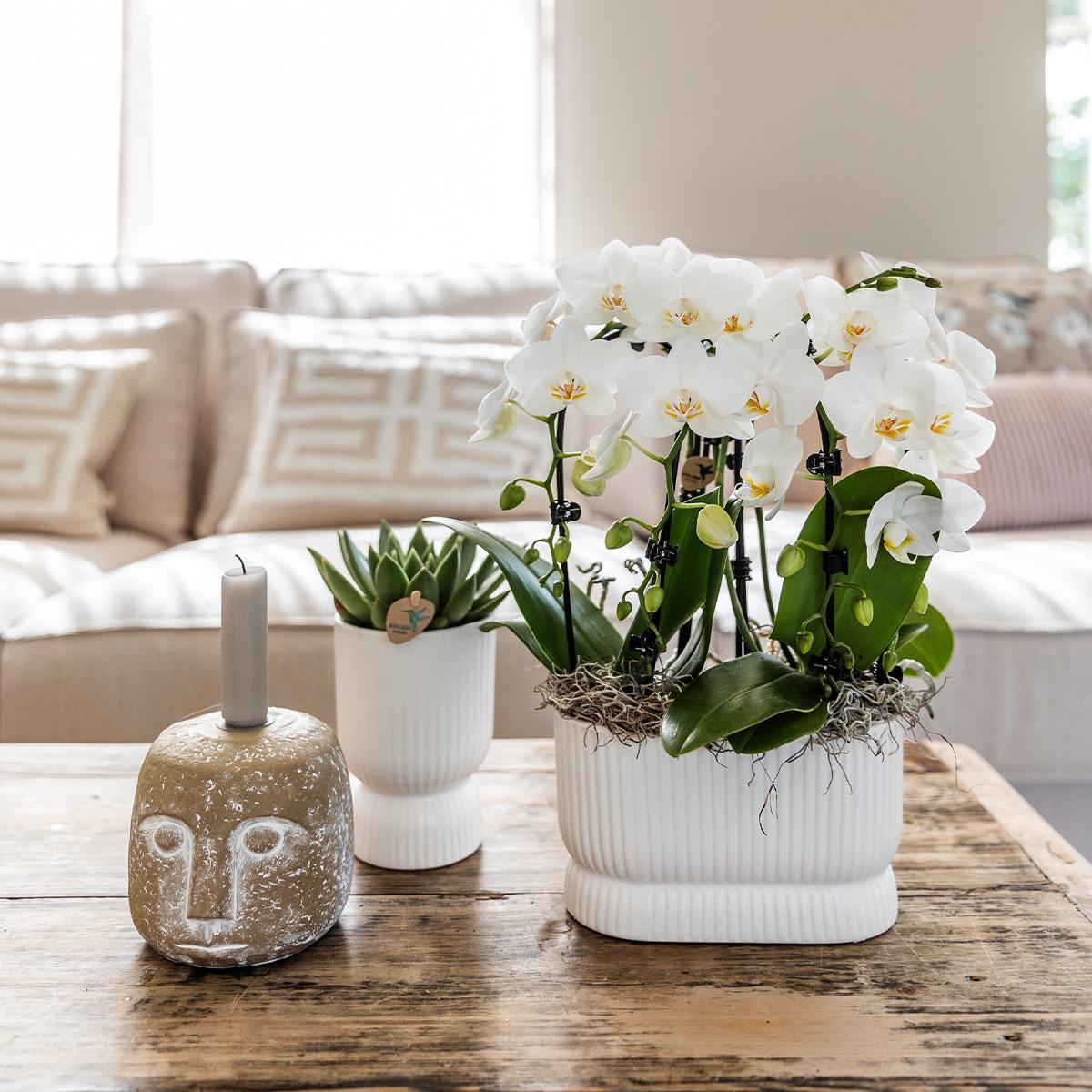 Elegante Diabolo Vase für Orchideen - Ø9cm