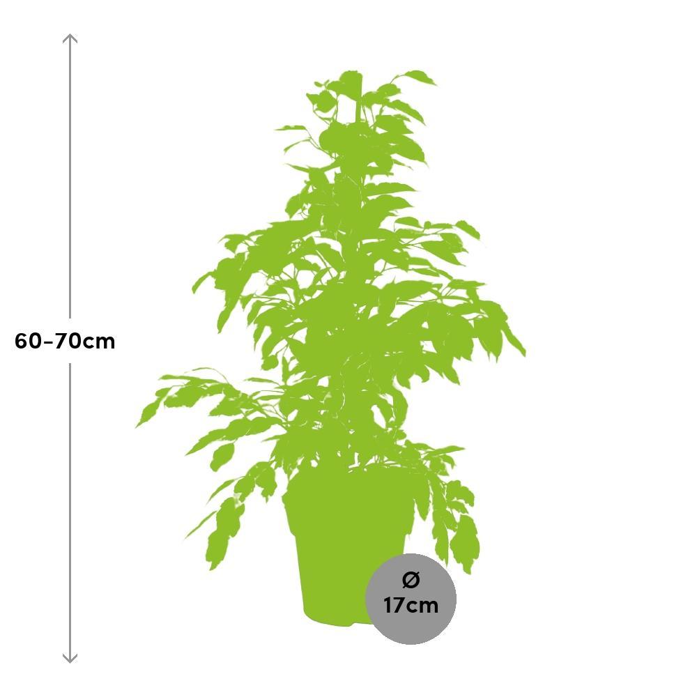 Ficus benjamina "Twilight" bestellen