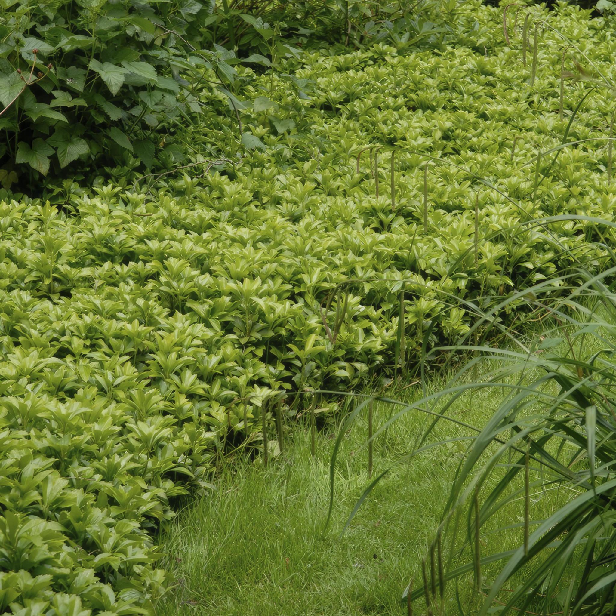 Dickmännchen (Pachysandra terminalis)