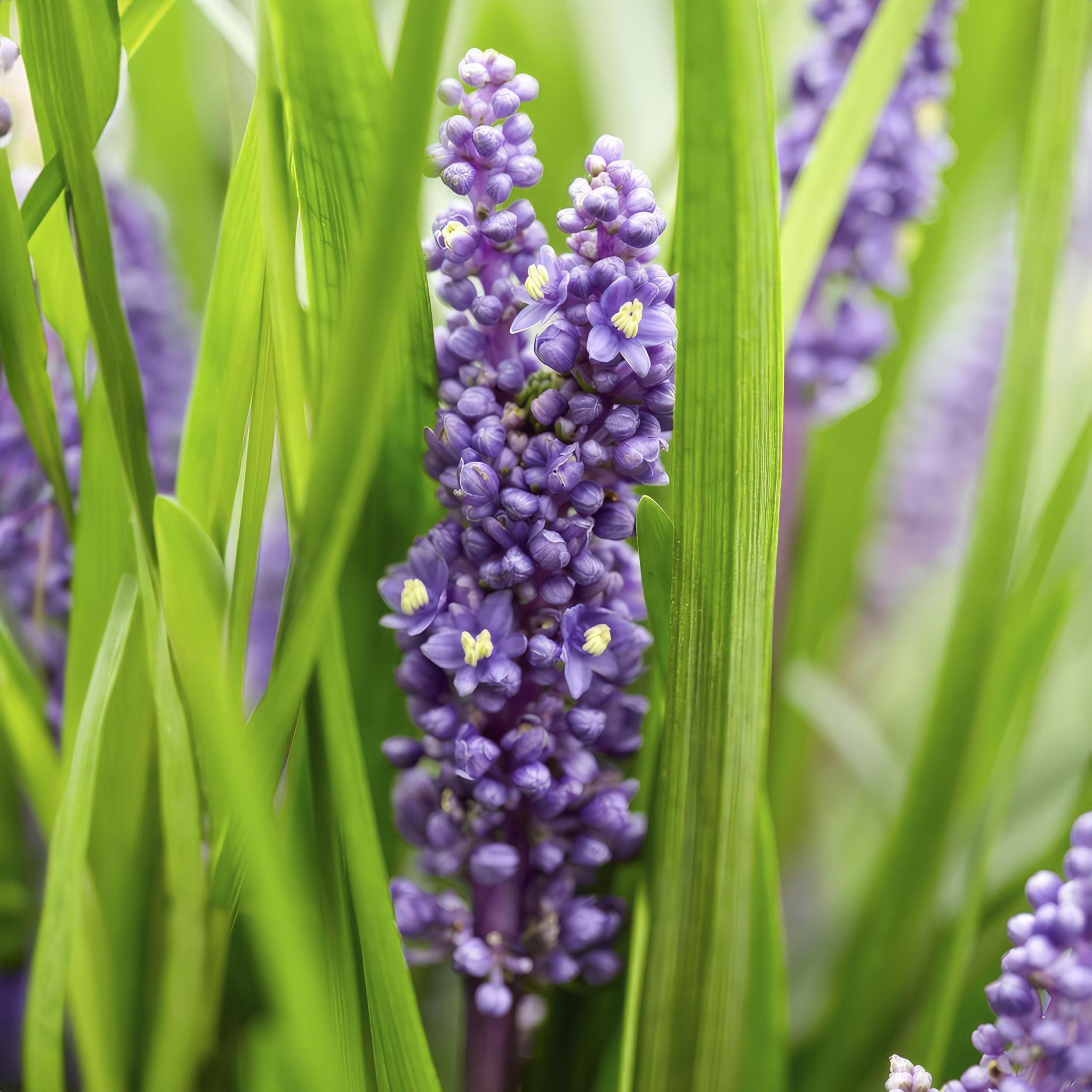 Liriope muscari 'Big Blue' (Lilientraube)