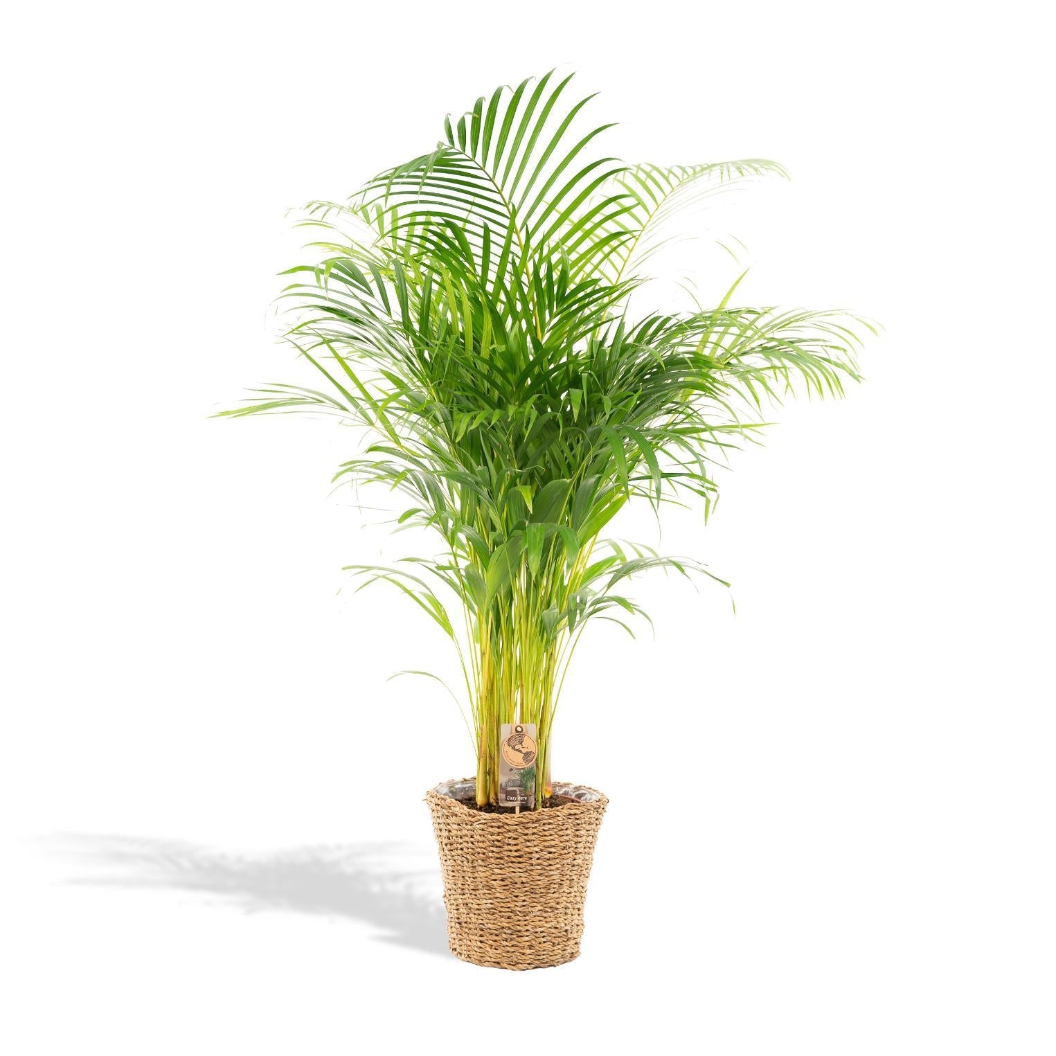 Areca Palme Groß