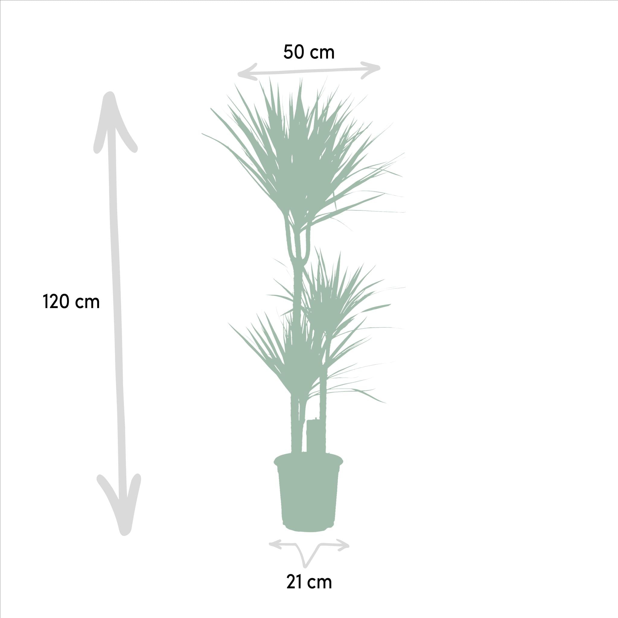 DUO von Dracaena Pflanze Große