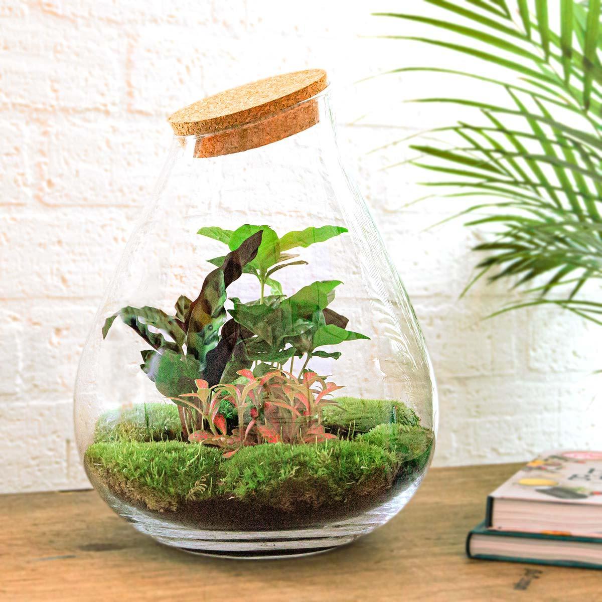 Terrarium Drop XL Rood