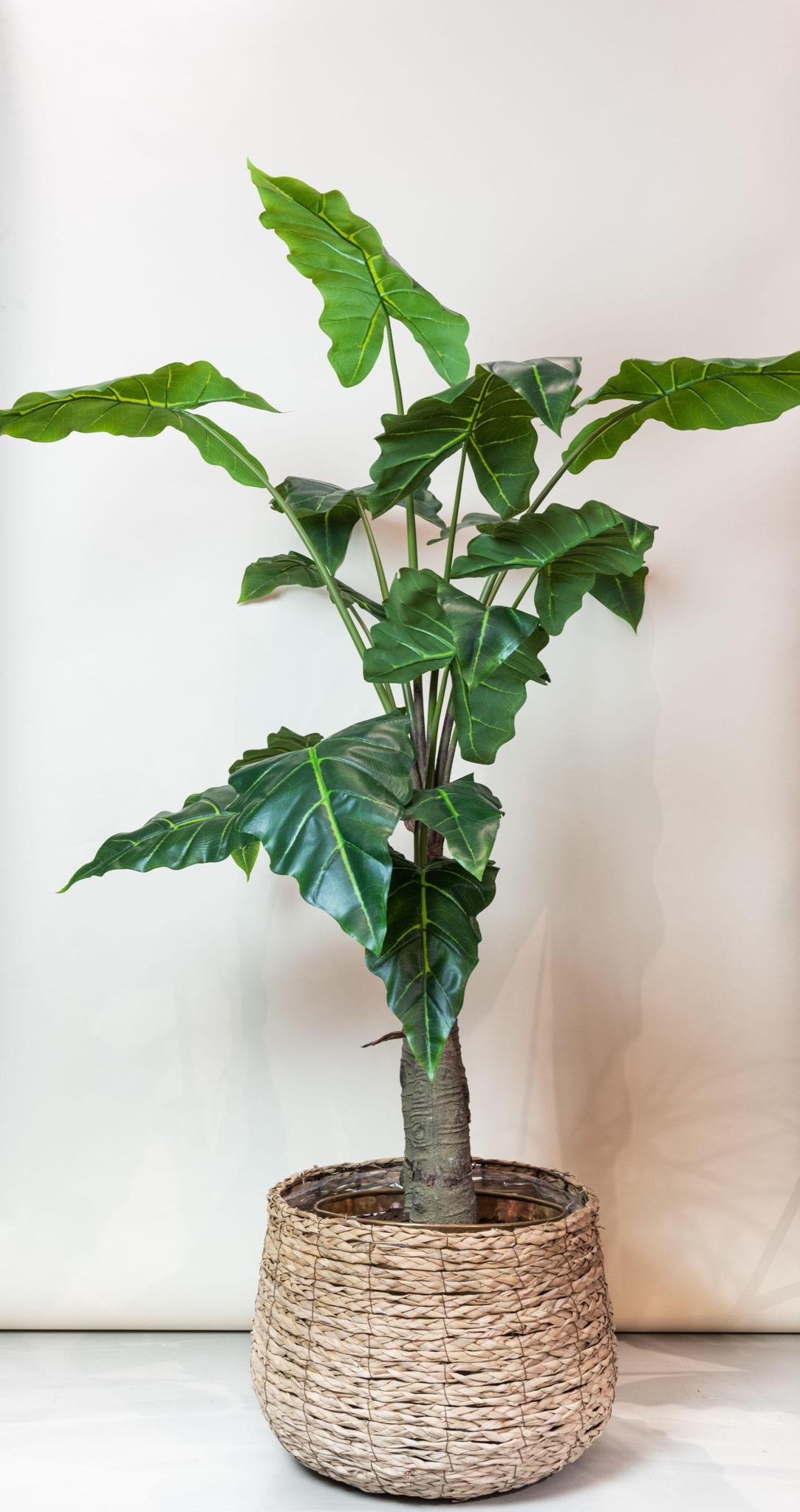 Künstliches Alocasia kaufen