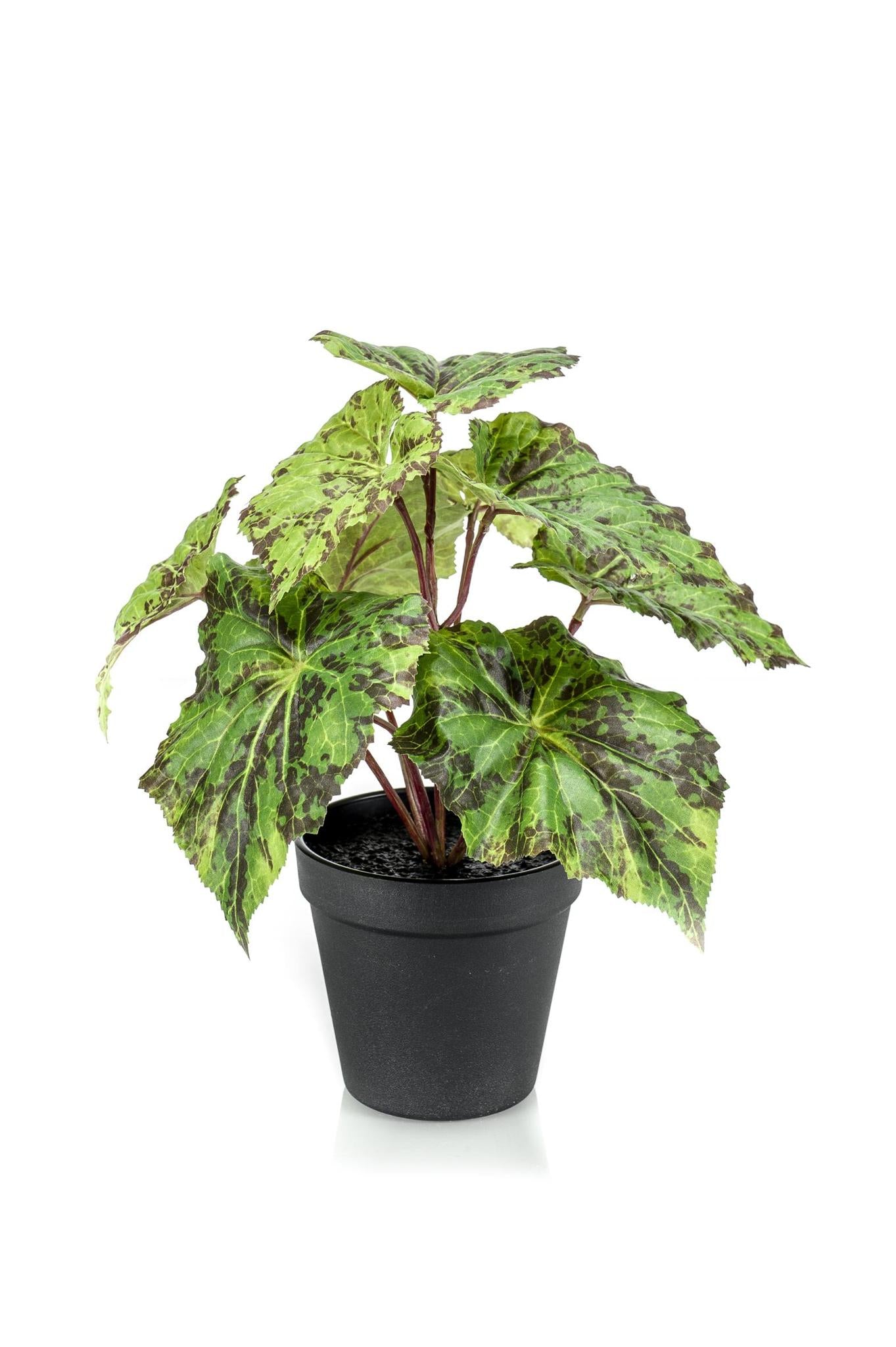 Comprar Begonia Rex Artificial