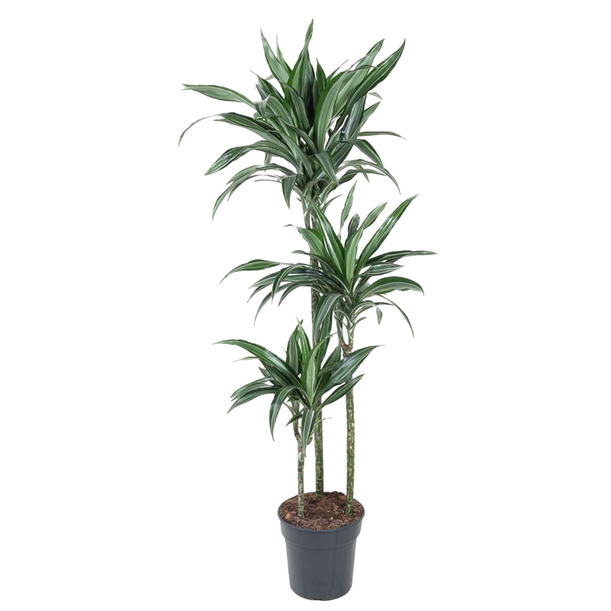 Dracaena Ulises kaufen