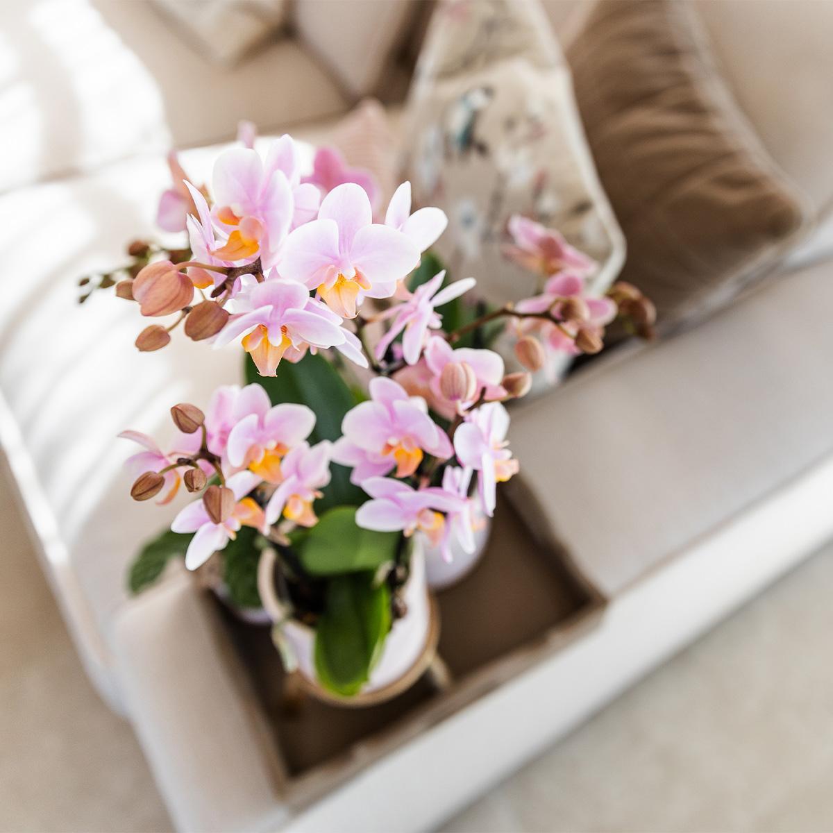 Rosen-Phalaenopsis-Orchidee + Pastell Topf