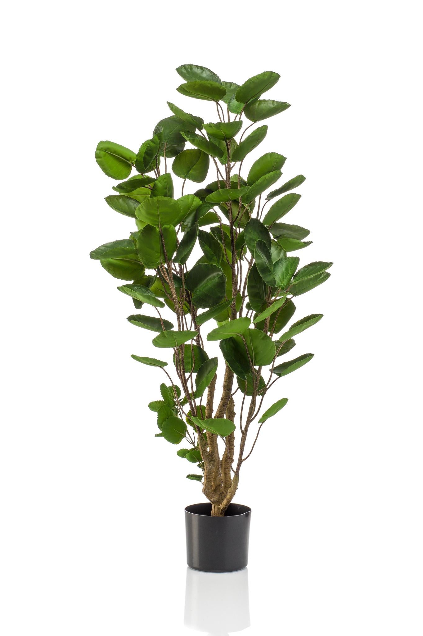 Comprar Polyscias Artificial (Aralia)