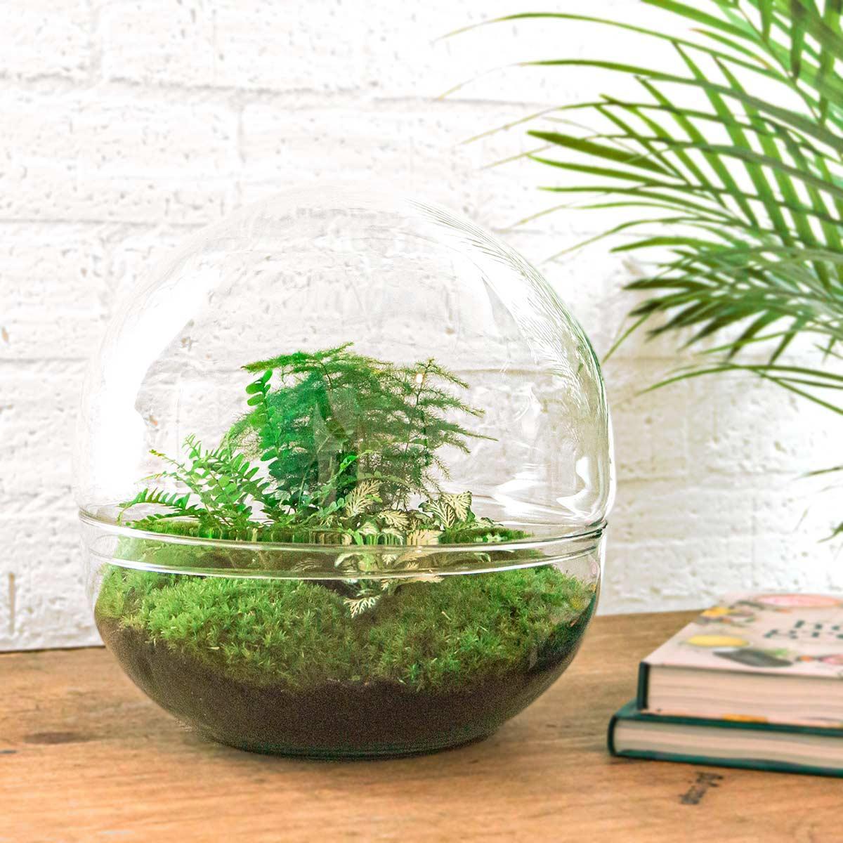 Terrarien XL Dome