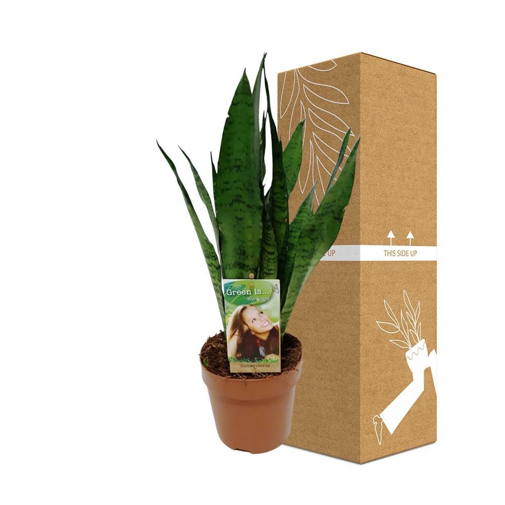 Sansevieria zeylanica bestellen