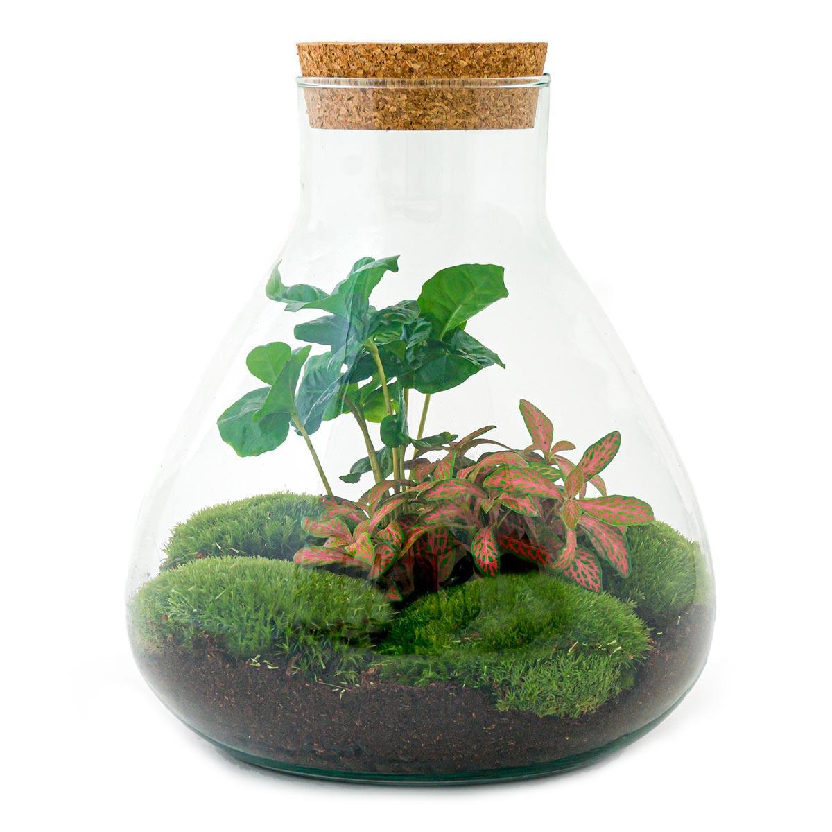 DIY Sammie Coffea Terrarium