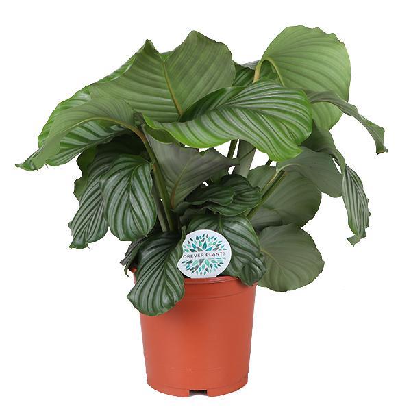 Calathea Orbifolia