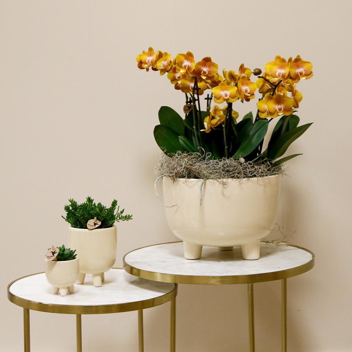 Orangen Orchideenpflanze in Gummischale mit Wassertank