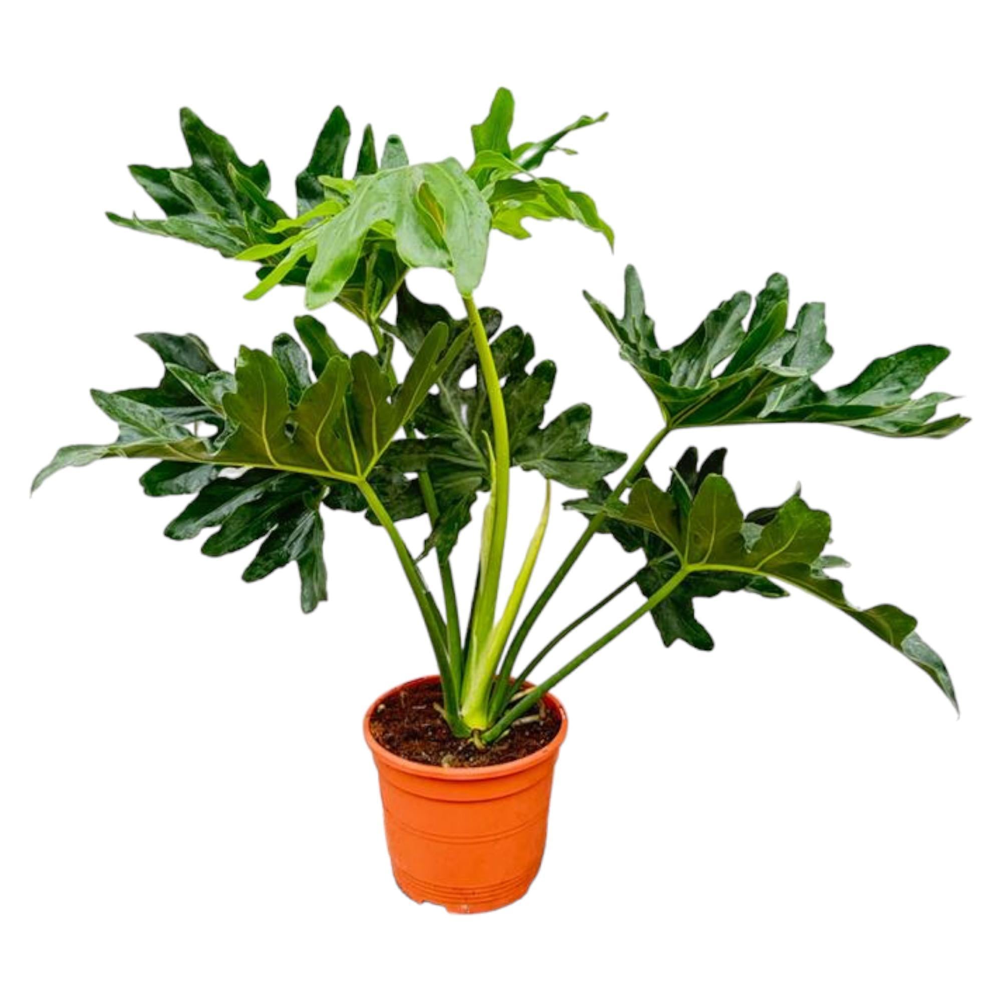 Philodendron Selloum kaufen