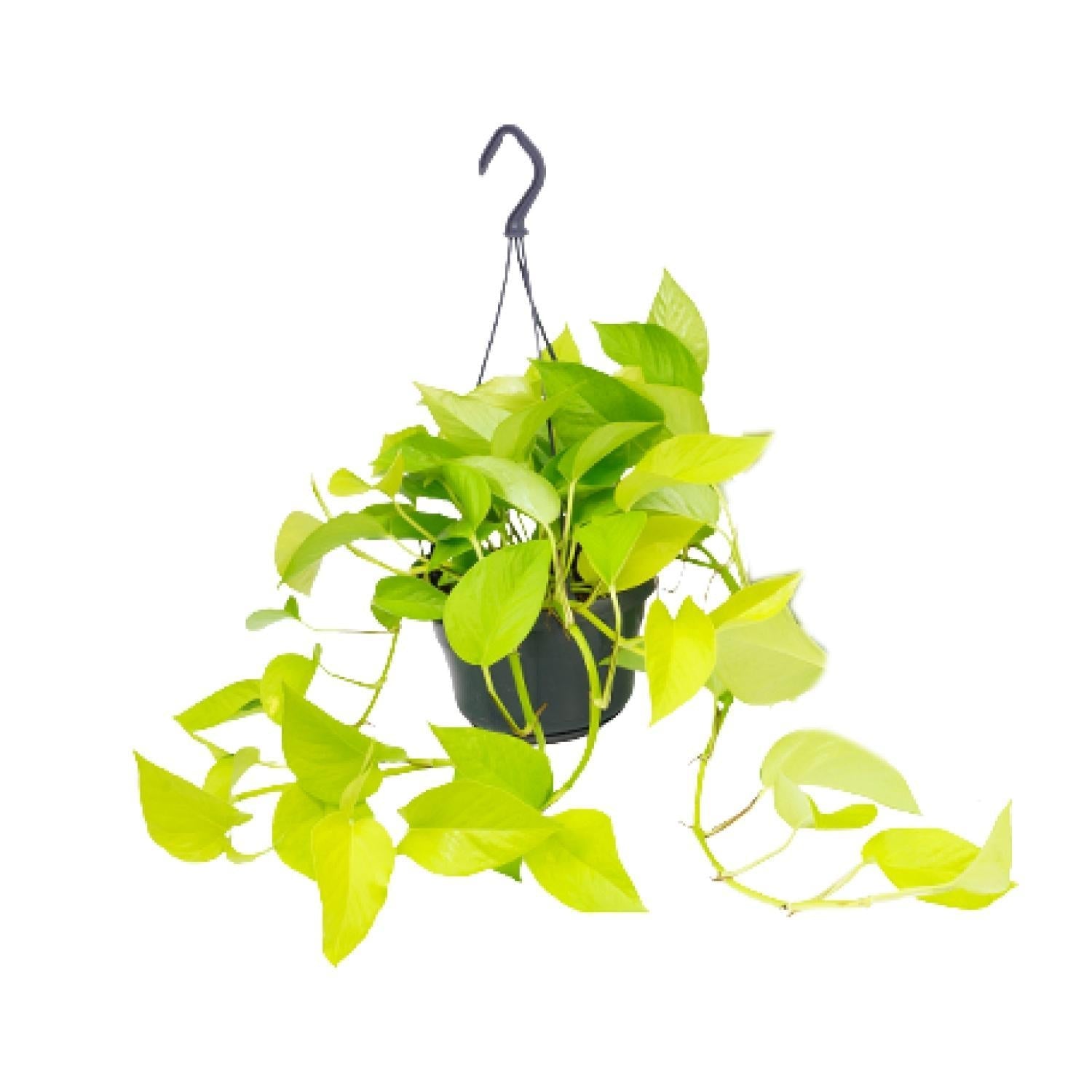 Efeutute 'Golden Pothos' (Epipremnum)