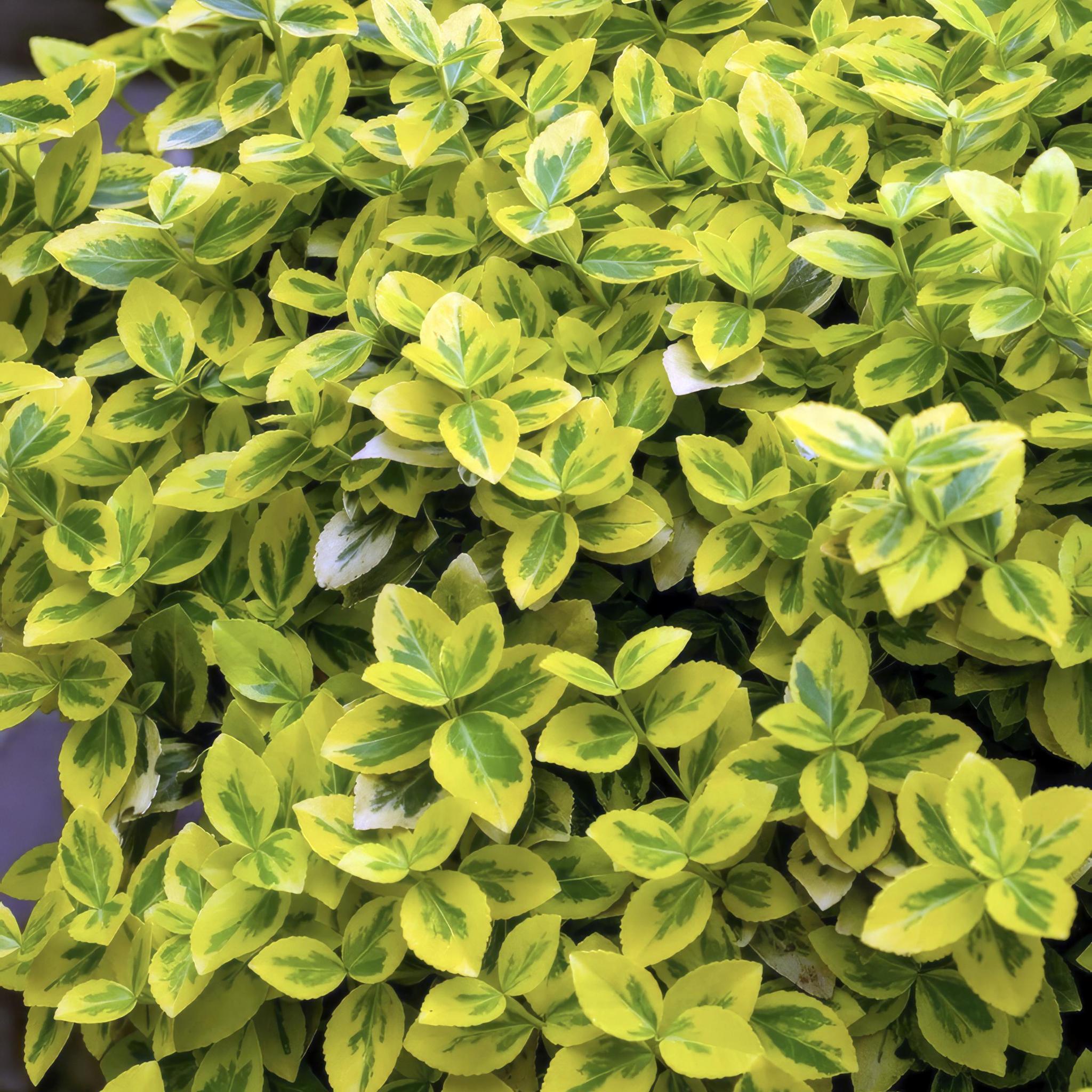 Kriech-Spindelstrauch - Euonymus Fortunei 'Emerald'n Gold'