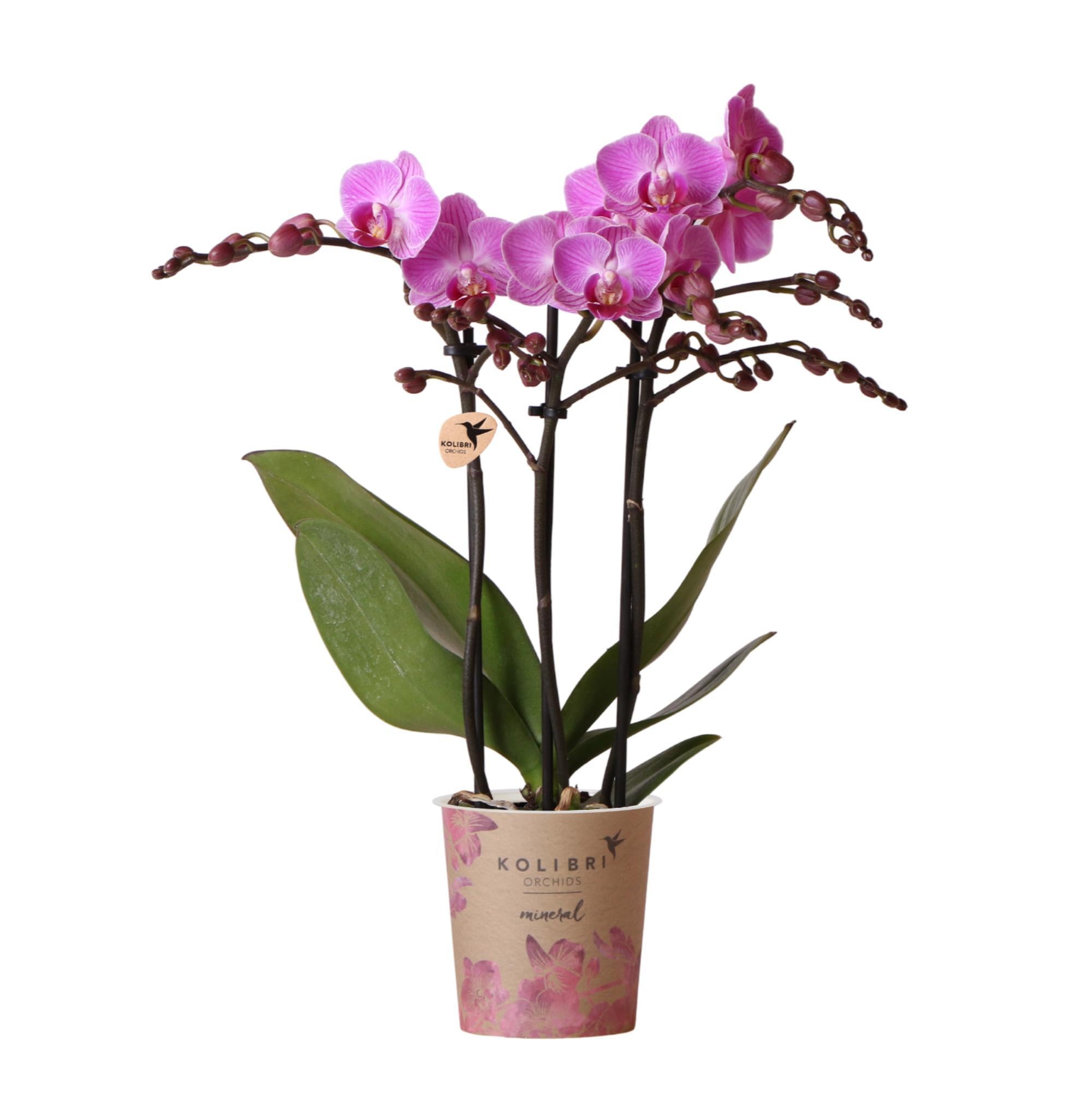 Lila Phalaenopsis-Orchidee kaufen