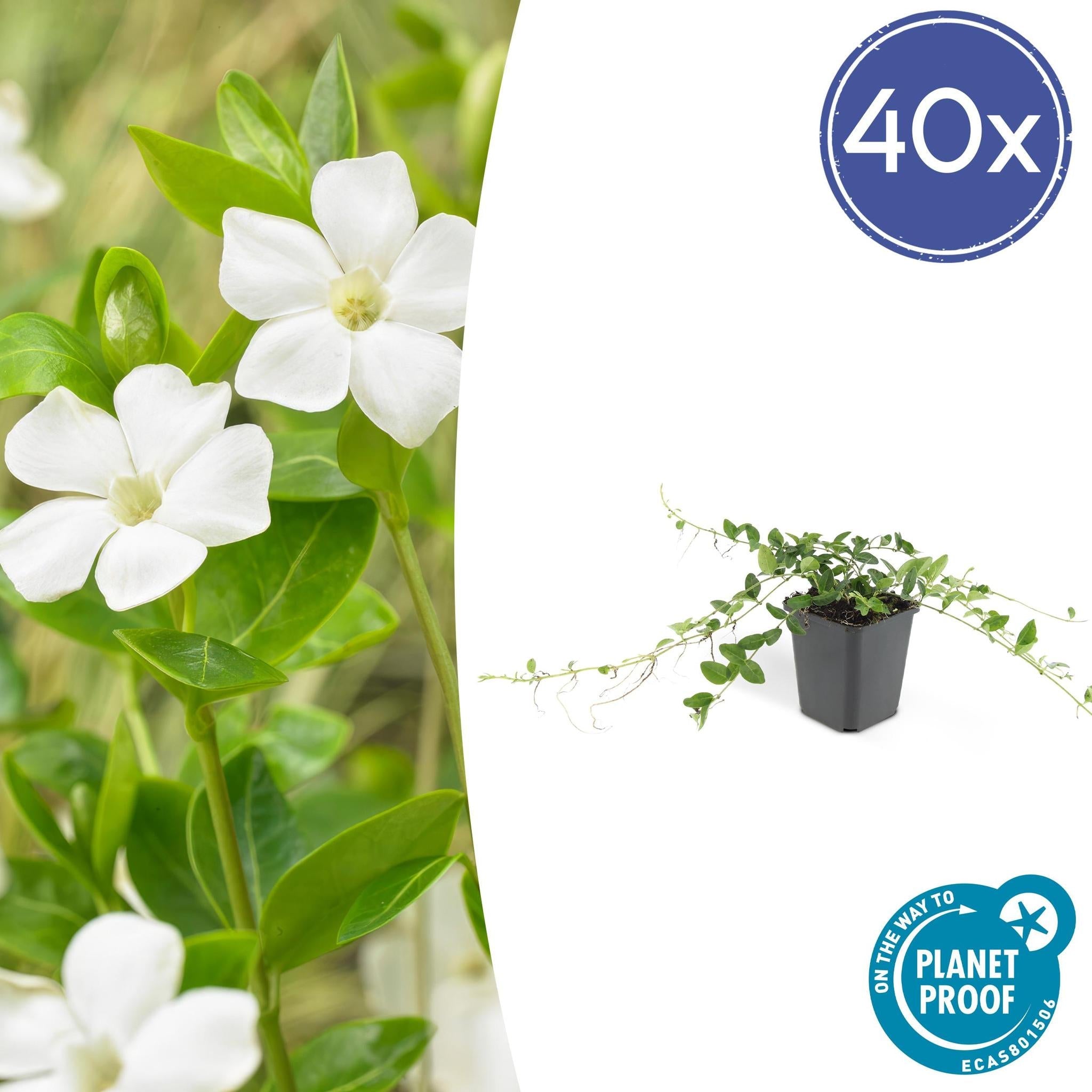 Vinca Minor 'Alba' - Immergrün