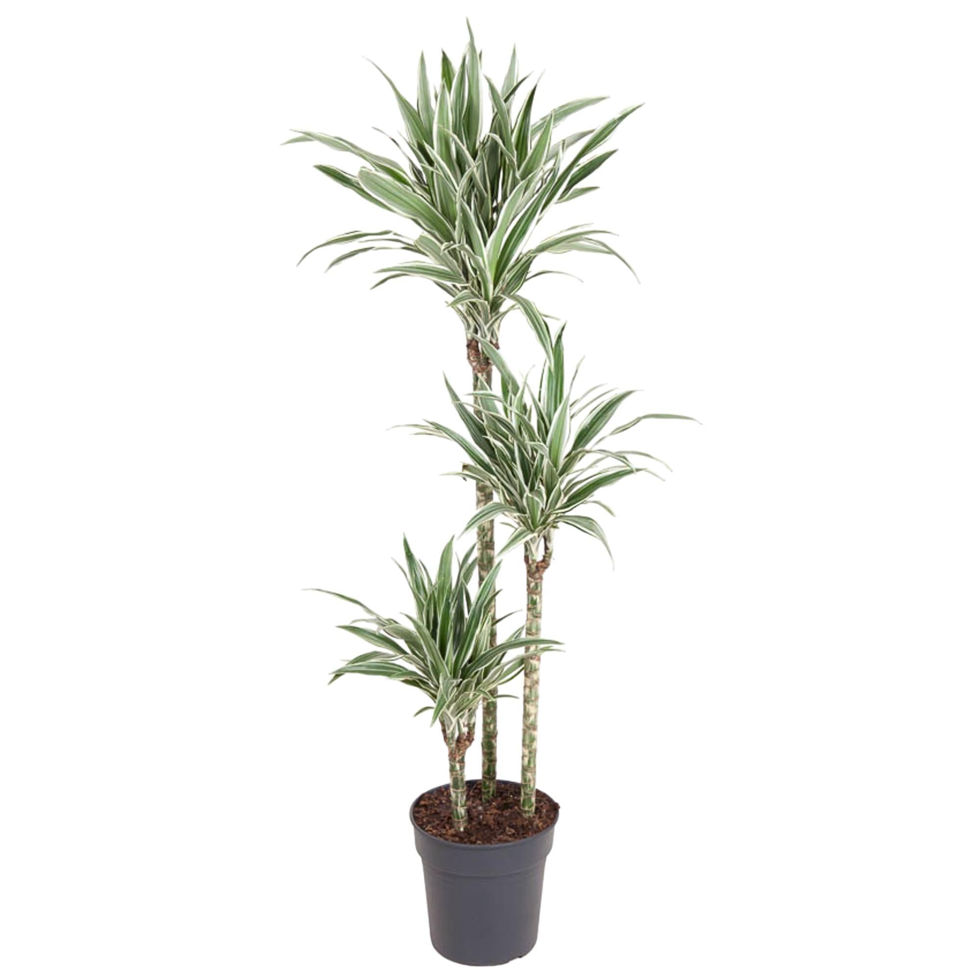 Dracaena deremensis 'White Stripe' kaufen