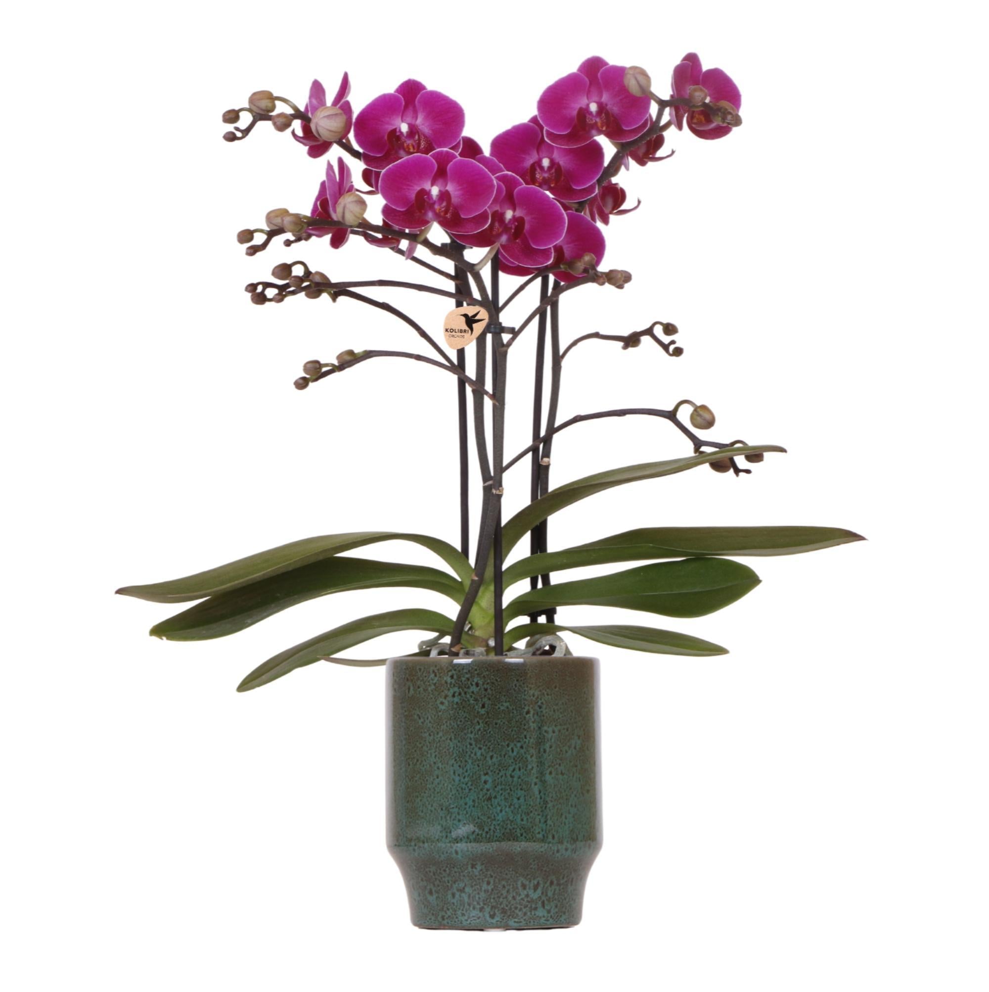 Lila Phalaenopsis-Orchidee im Morelia Classy Greenpot