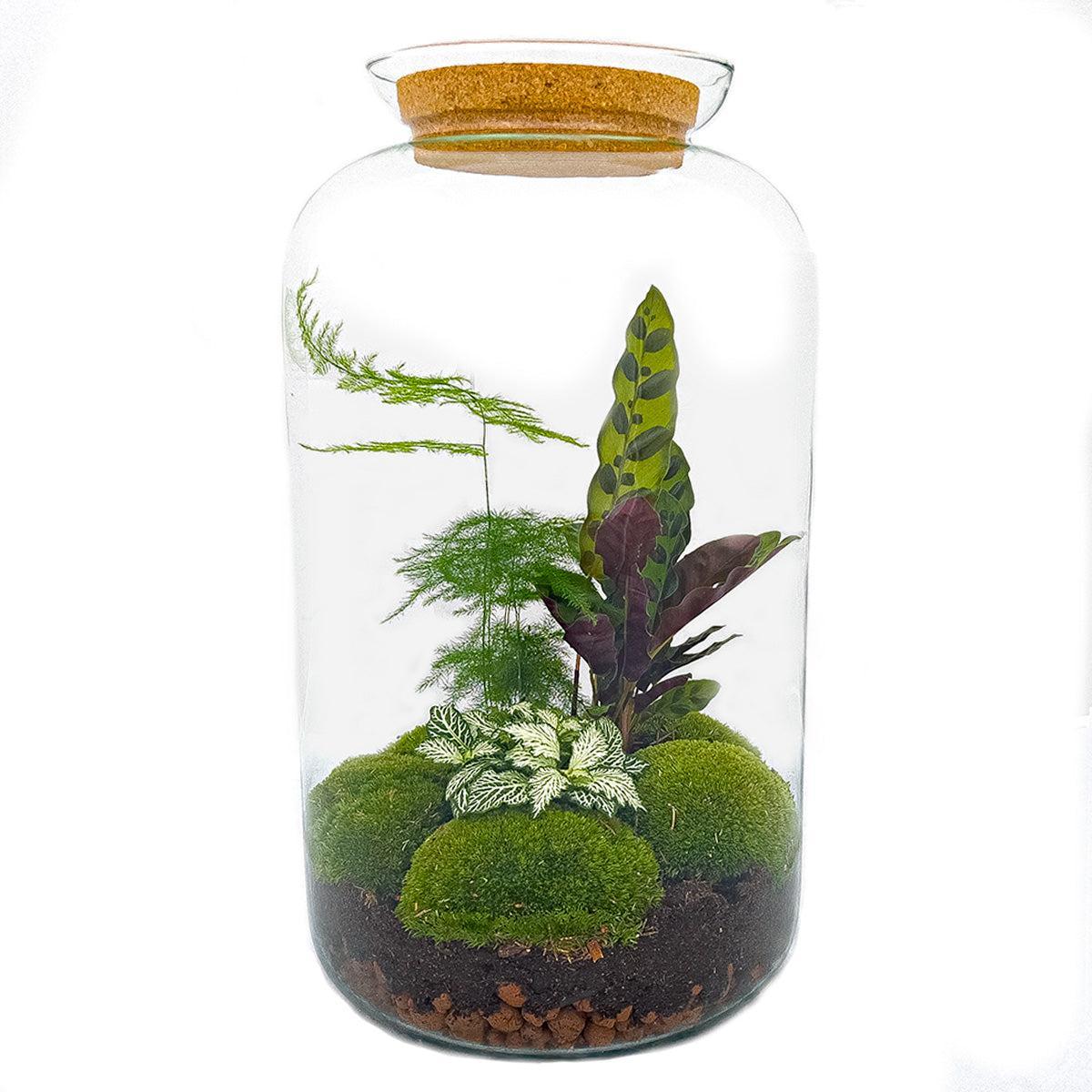 Comprar terrario de plantas grandes